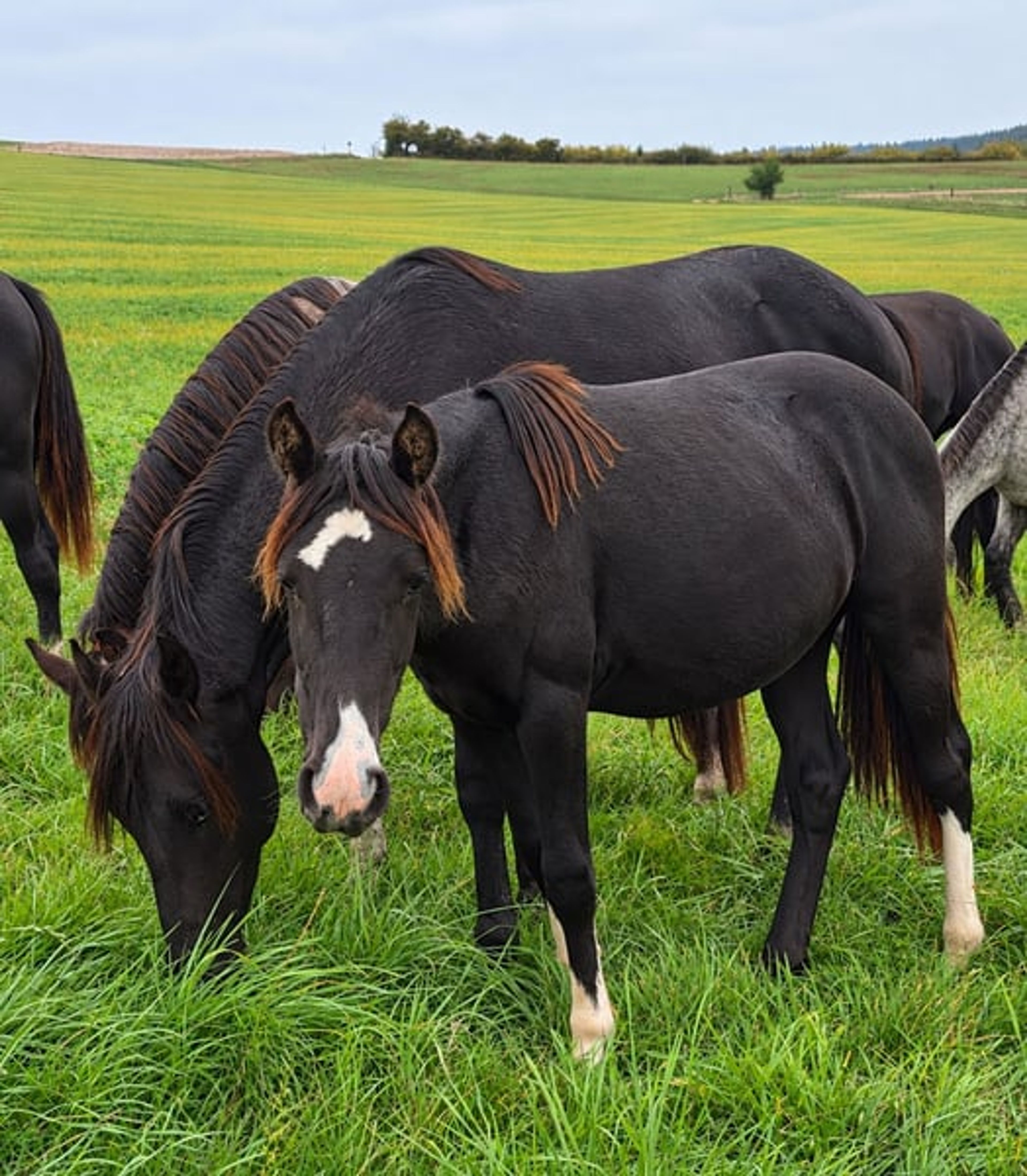 Criollo roan with an extraordinary rainbow-colored blaze - Image 2