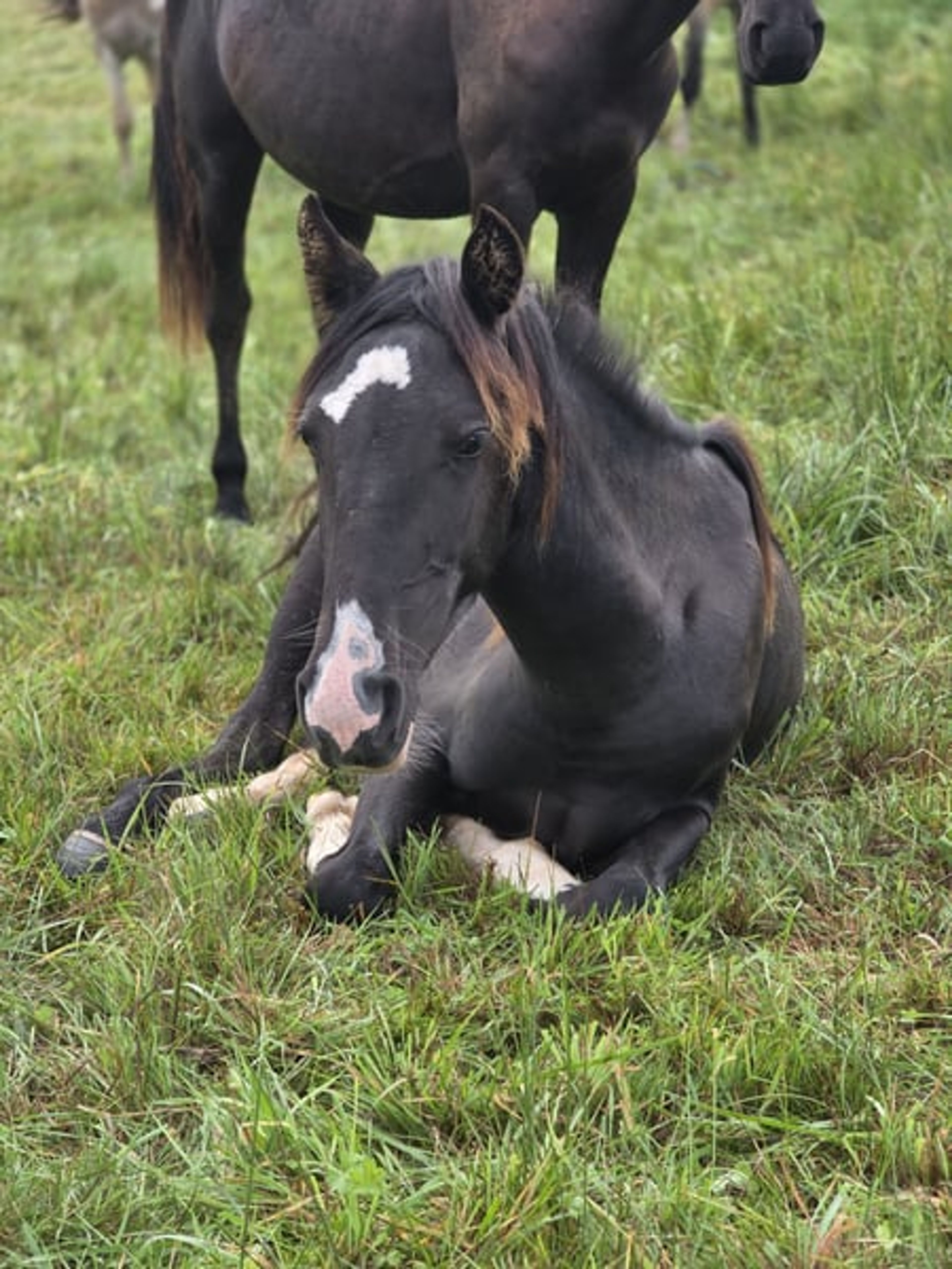 Criollo roan with an extraordinary rainbow-colored blaze - Image 3
