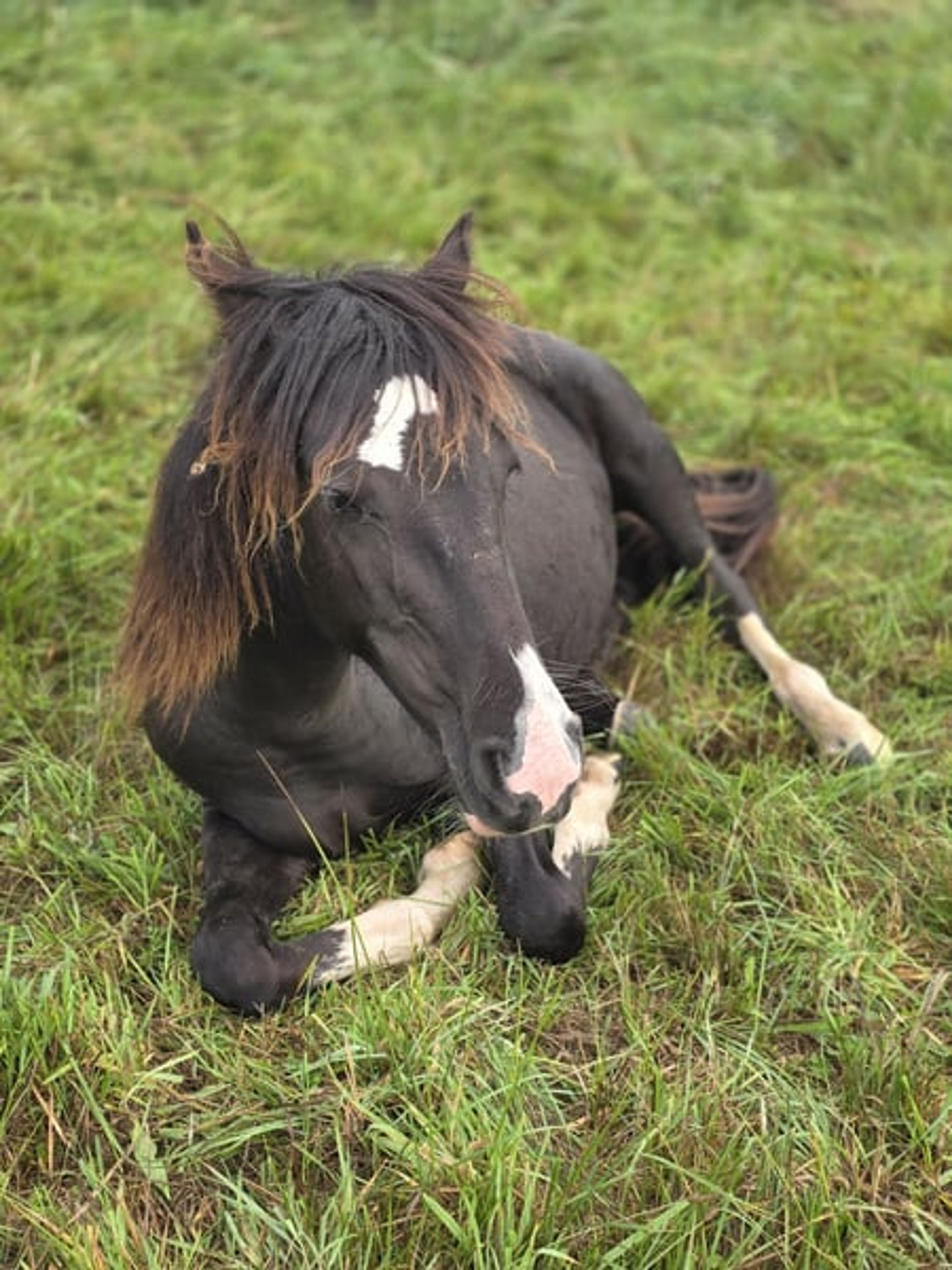 Criollo roan with an extraordinary rainbow-colored blaze - Image 4