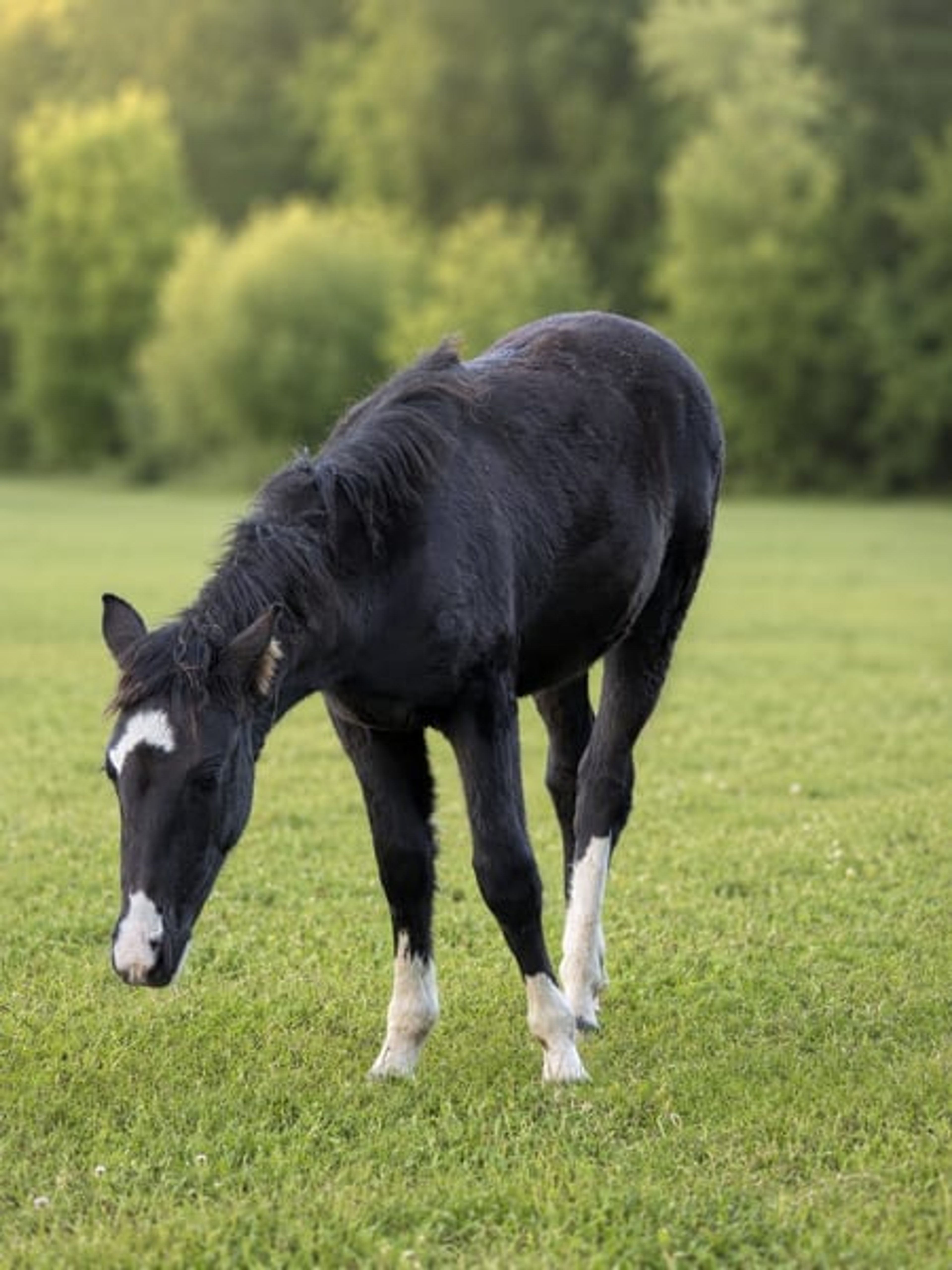 Criollo roan with an extraordinary rainbow-colored blaze - Image 5