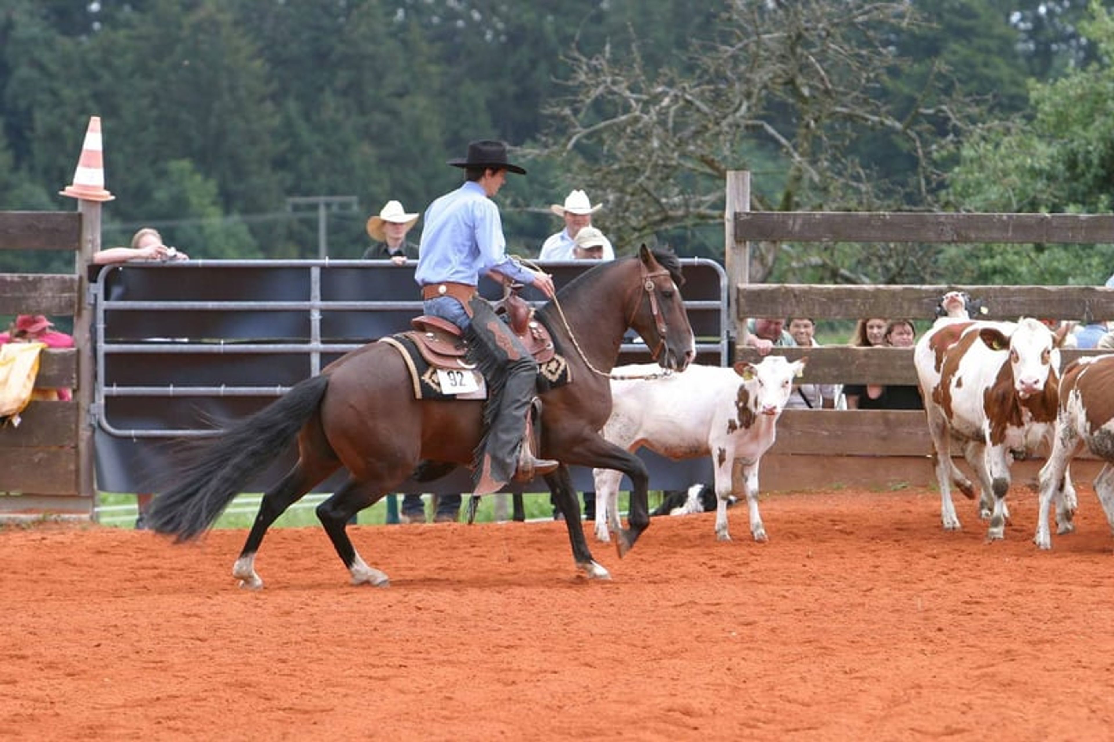 Criollo roan with an extraordinary rainbow-colored blaze - Image 10