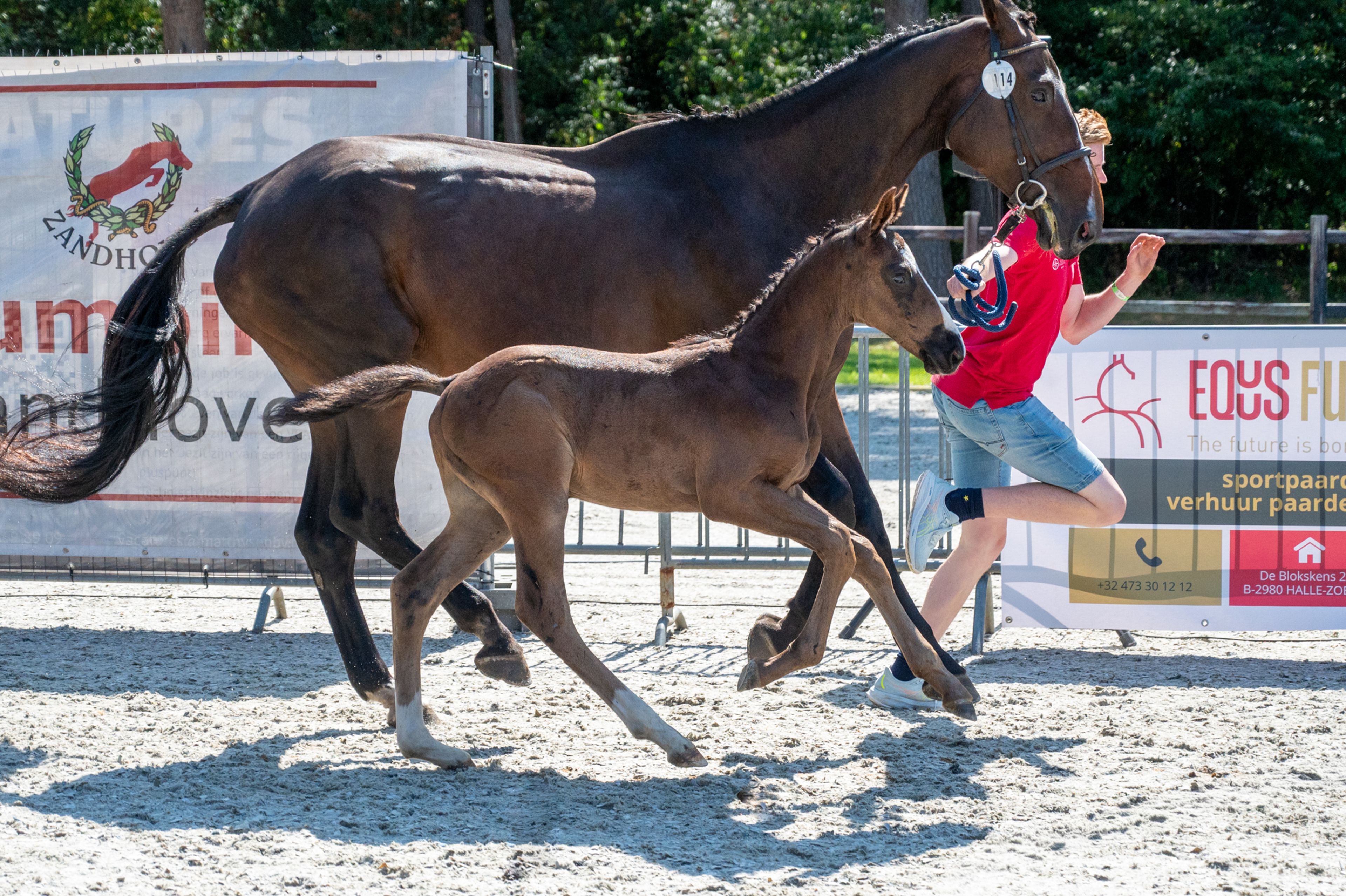 Diamant d'Anvers (IMPRESS-K VAN'T KATTENHEYE Z x DIAMANT DE SEMILLY) - Image 2