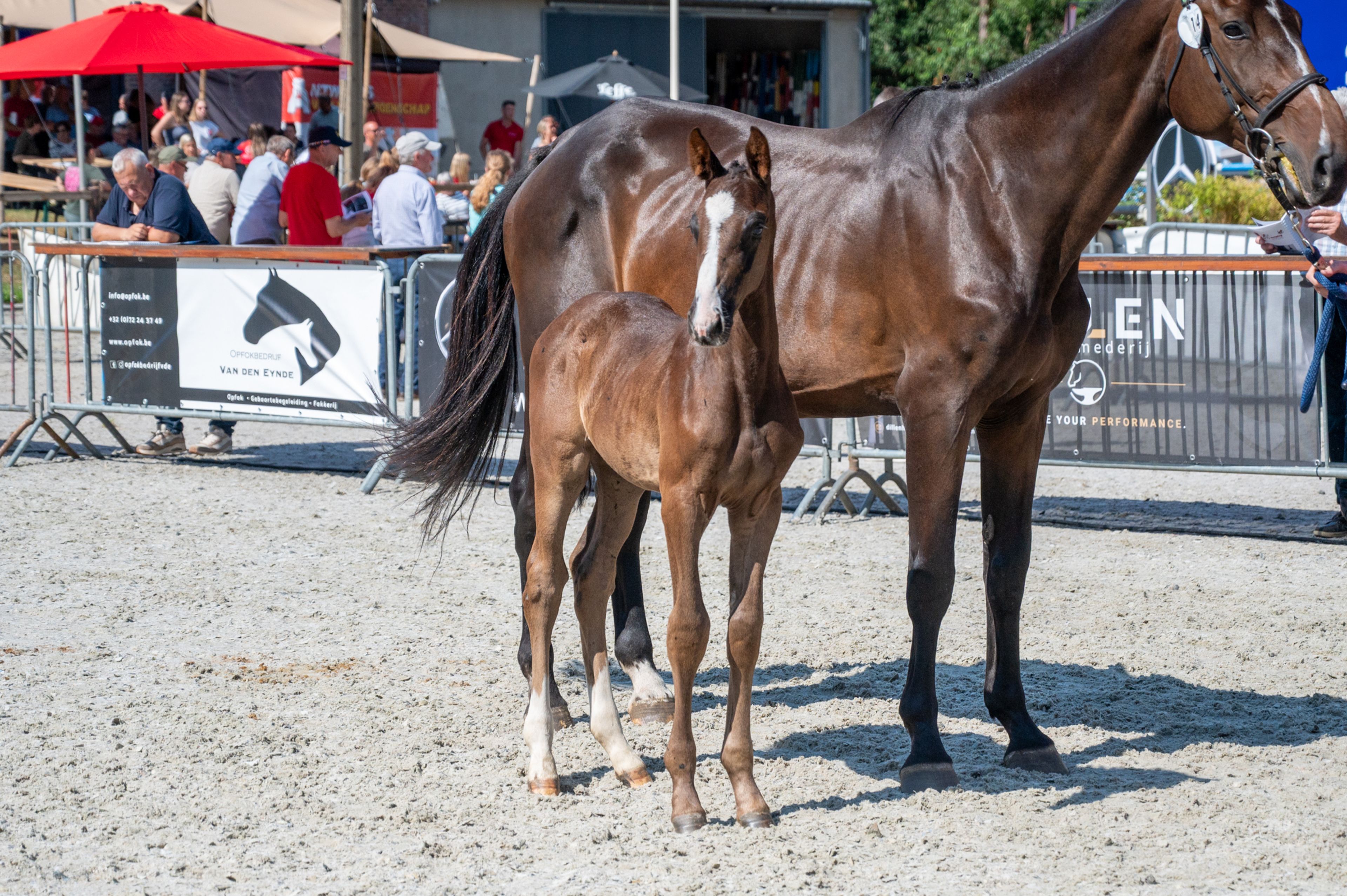 Diamant d'Anvers (IMPRESS-K VAN'T KATTENHEYE Z x DIAMANT DE SEMILLY) - Image 3