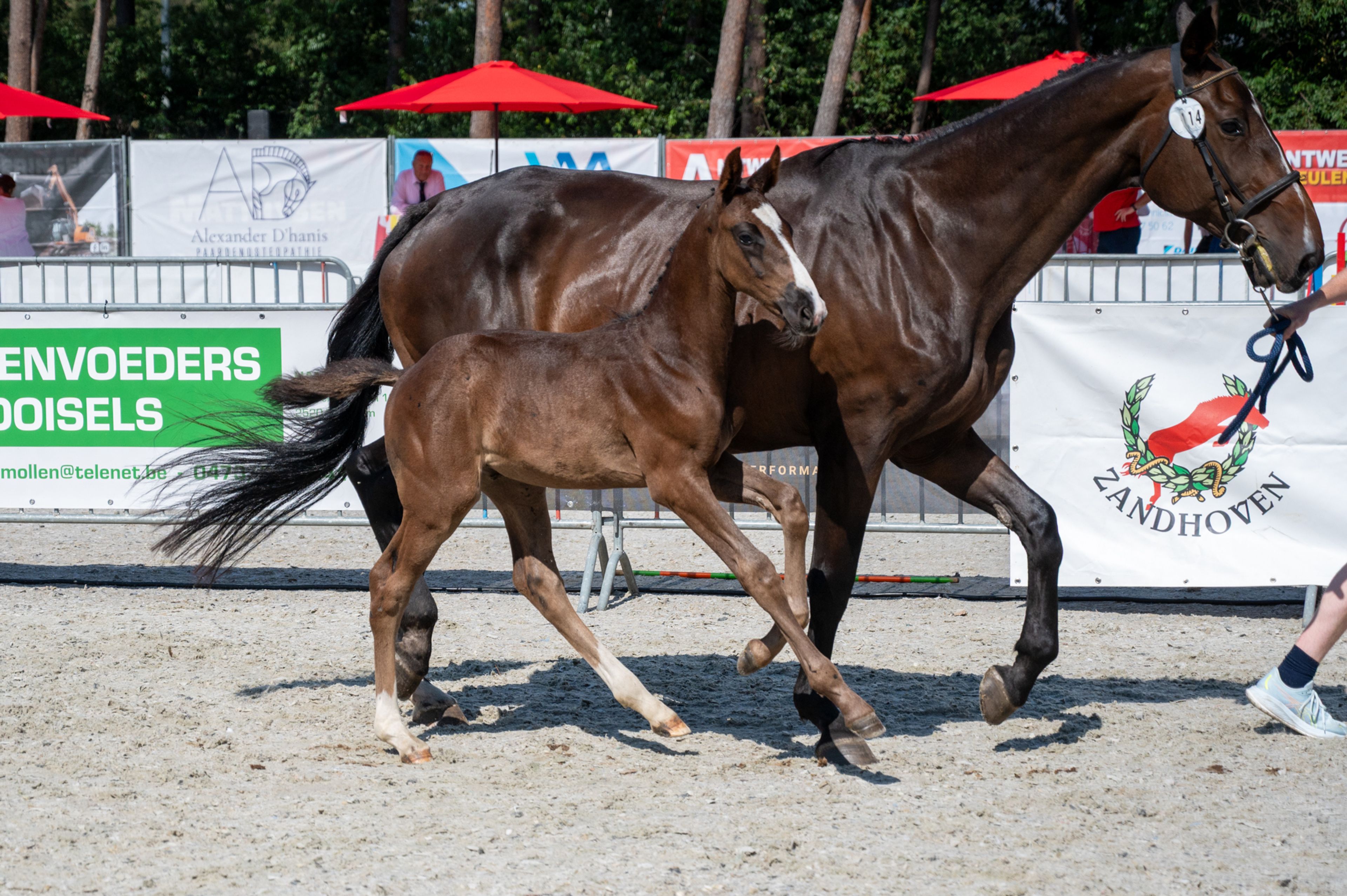 Diamant d'Anvers (IMPRESS-K VAN'T KATTENHEYE Z x DIAMANT DE SEMILLY) - Image 4