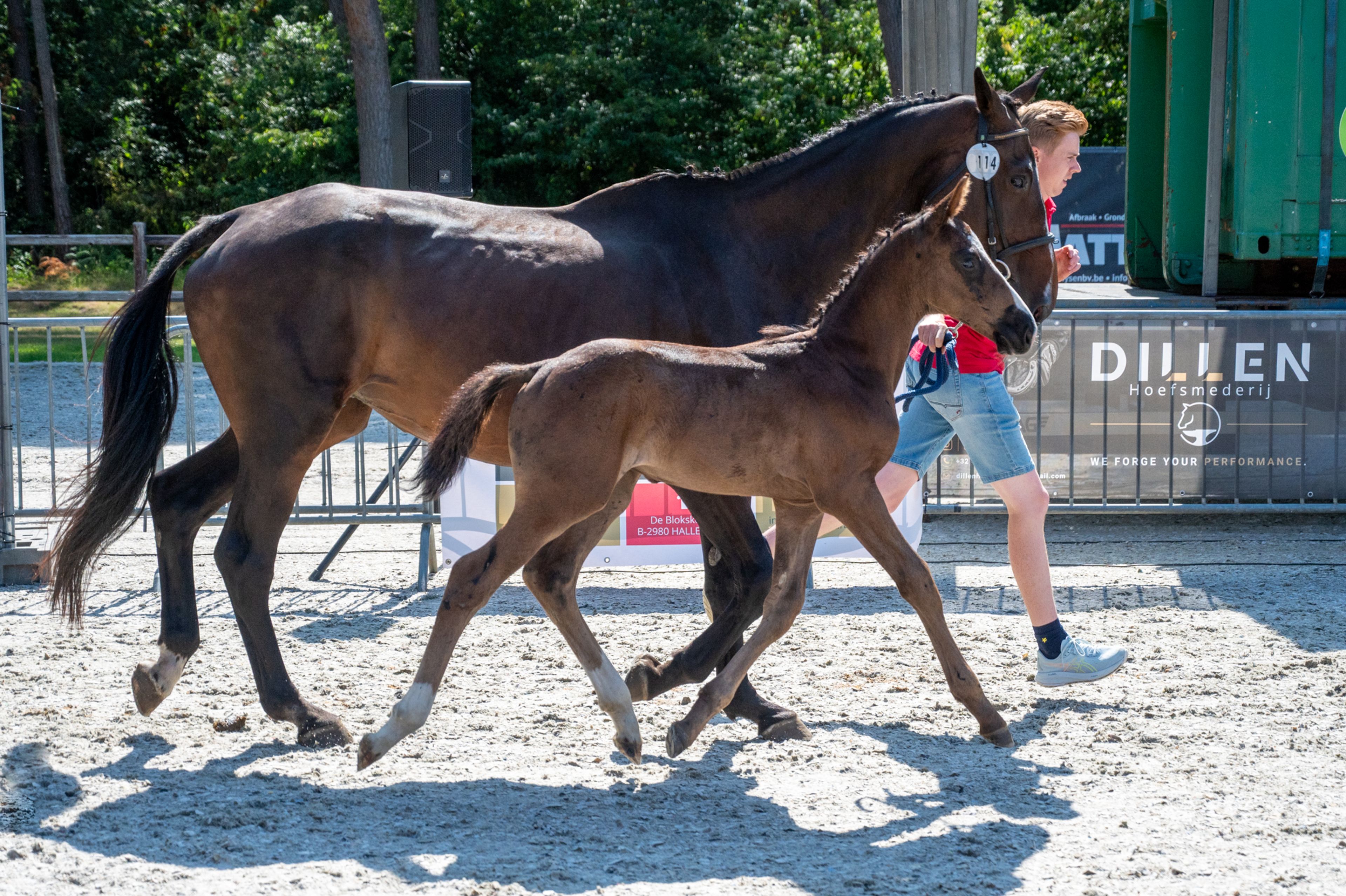 Diamant d'Anvers (IMPRESS-K VAN'T KATTENHEYE Z x DIAMANT DE SEMILLY) - Image 5