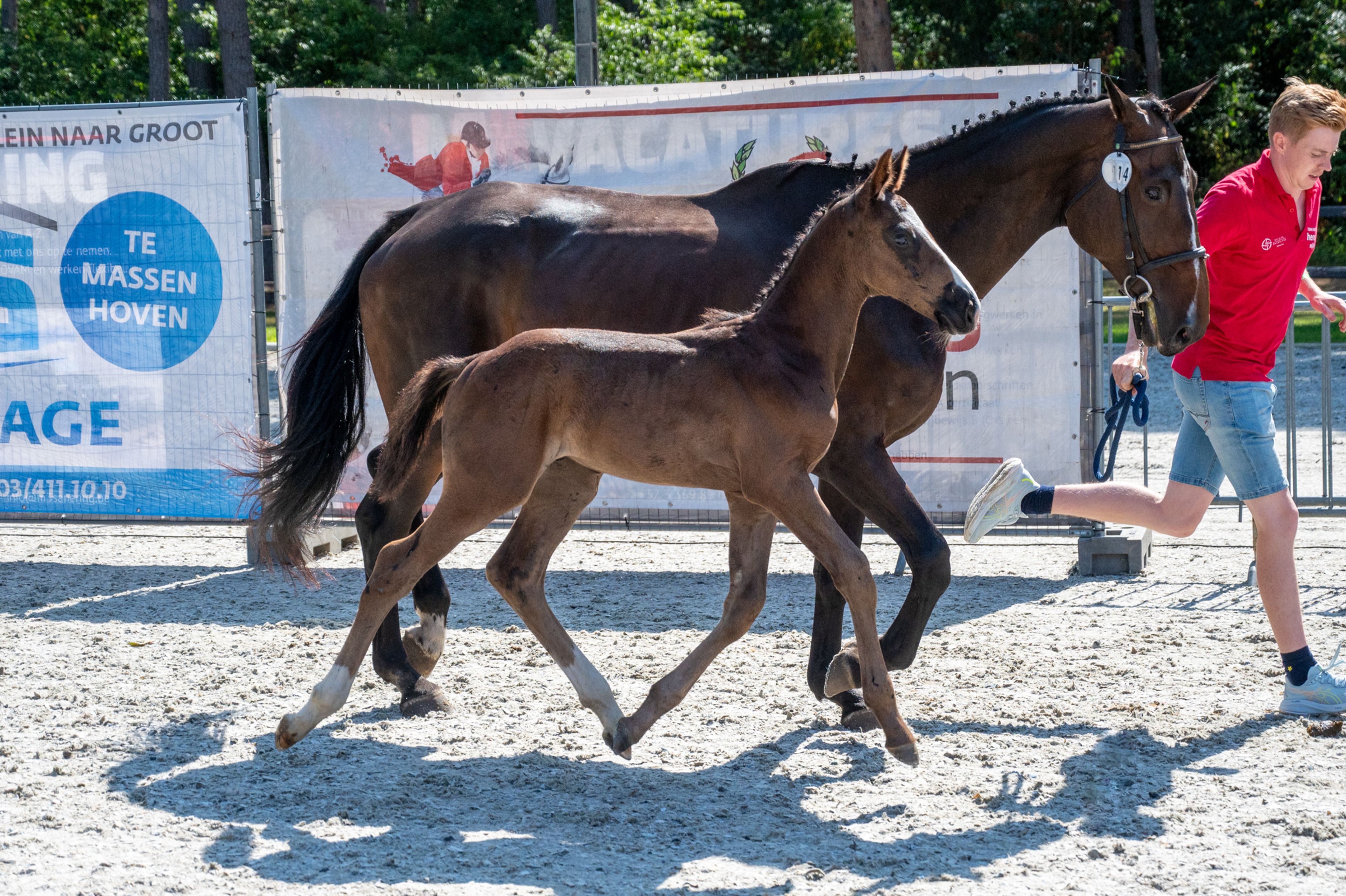 Diamant d'Anvers (IMPRESS-K VAN'T KATTENHEYE Z x DIAMANT DE SEMILLY) - Image 6
