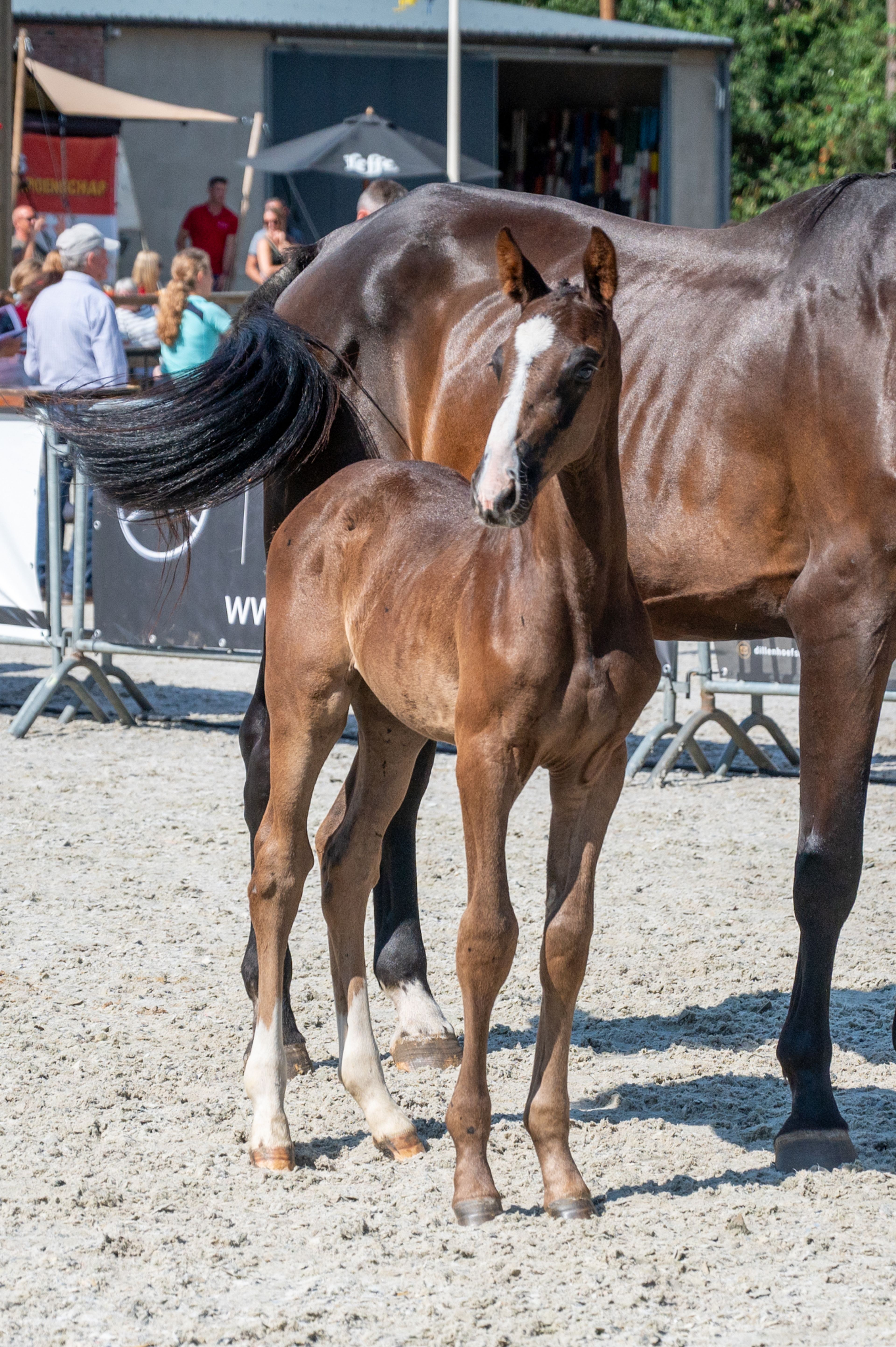 Diamant d'Anvers (IMPRESS-K VAN'T KATTENHEYE Z x DIAMANT DE SEMILLY) - Image 7