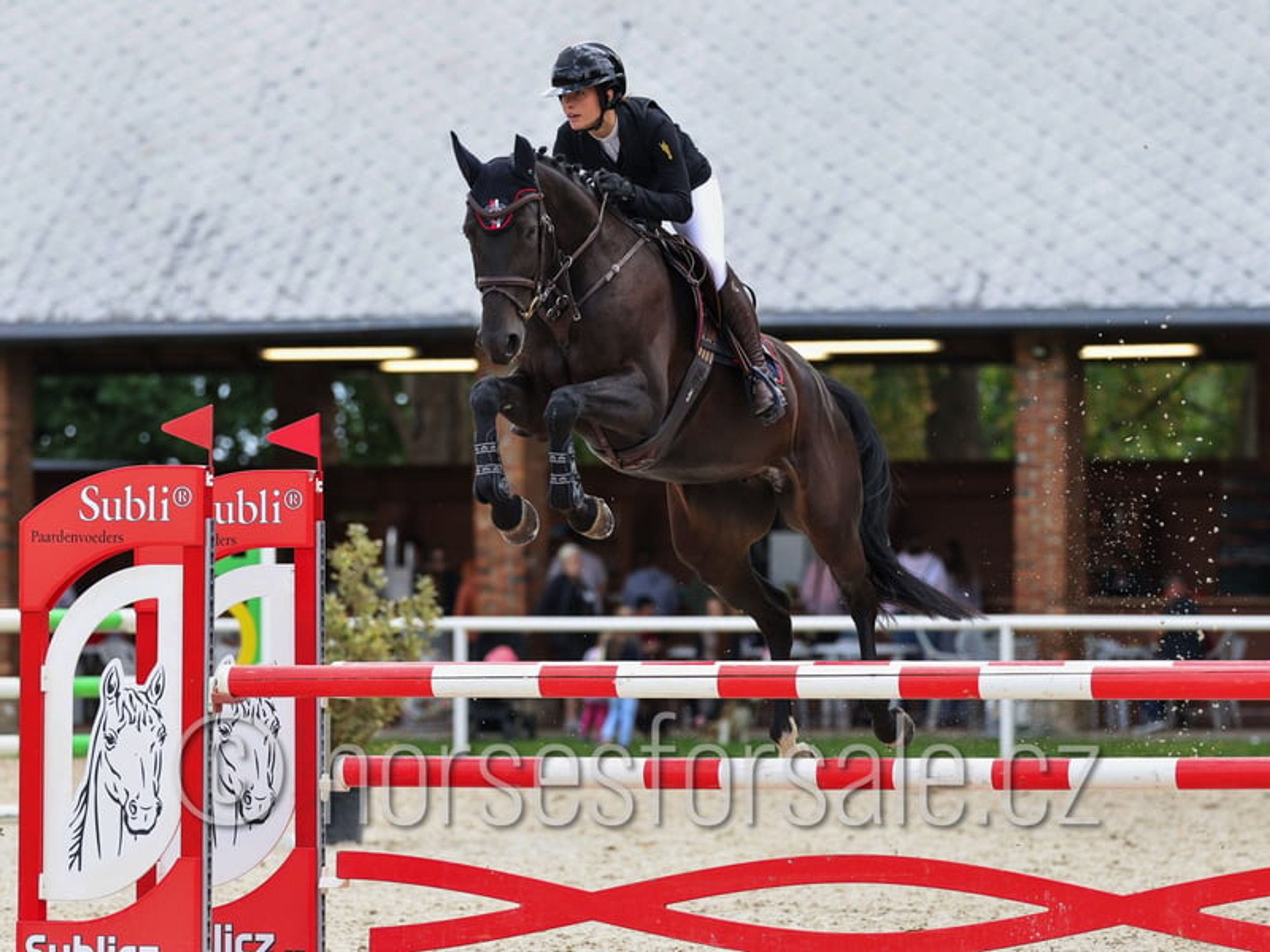 Promising young mare with a great jump and perfect rideability.