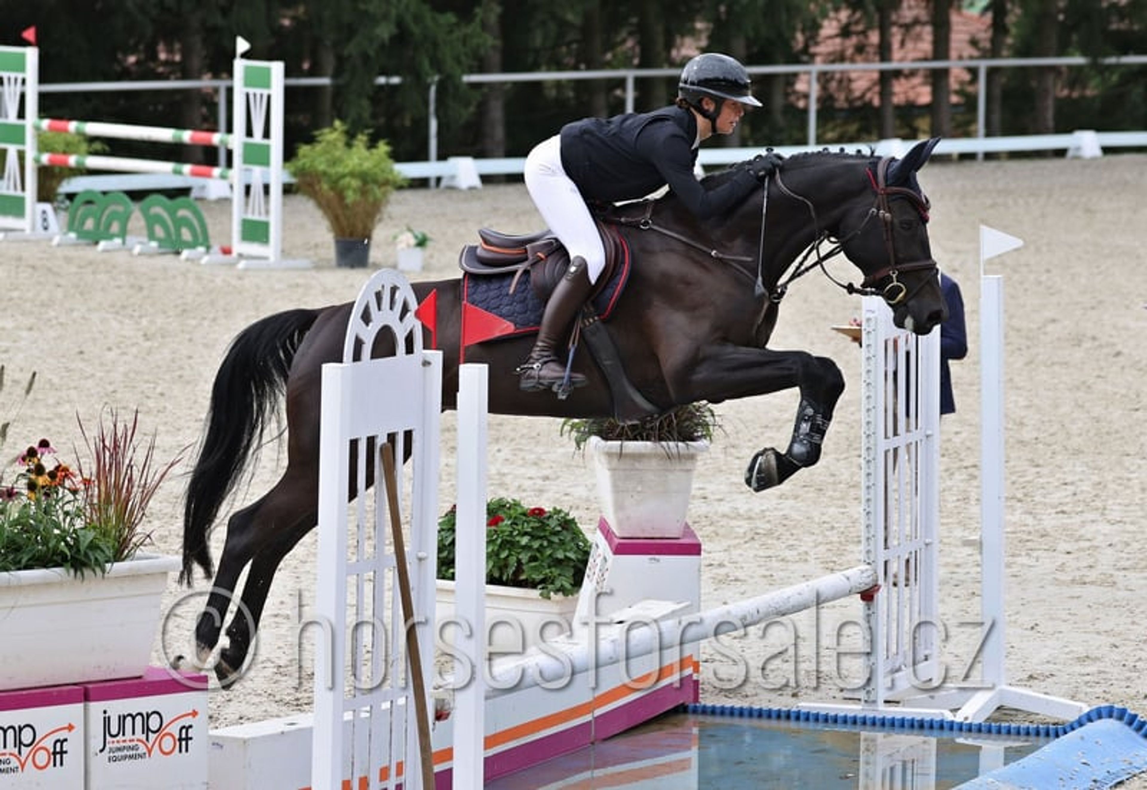 Promising young mare with a great jump and perfect rideability. - Image 2