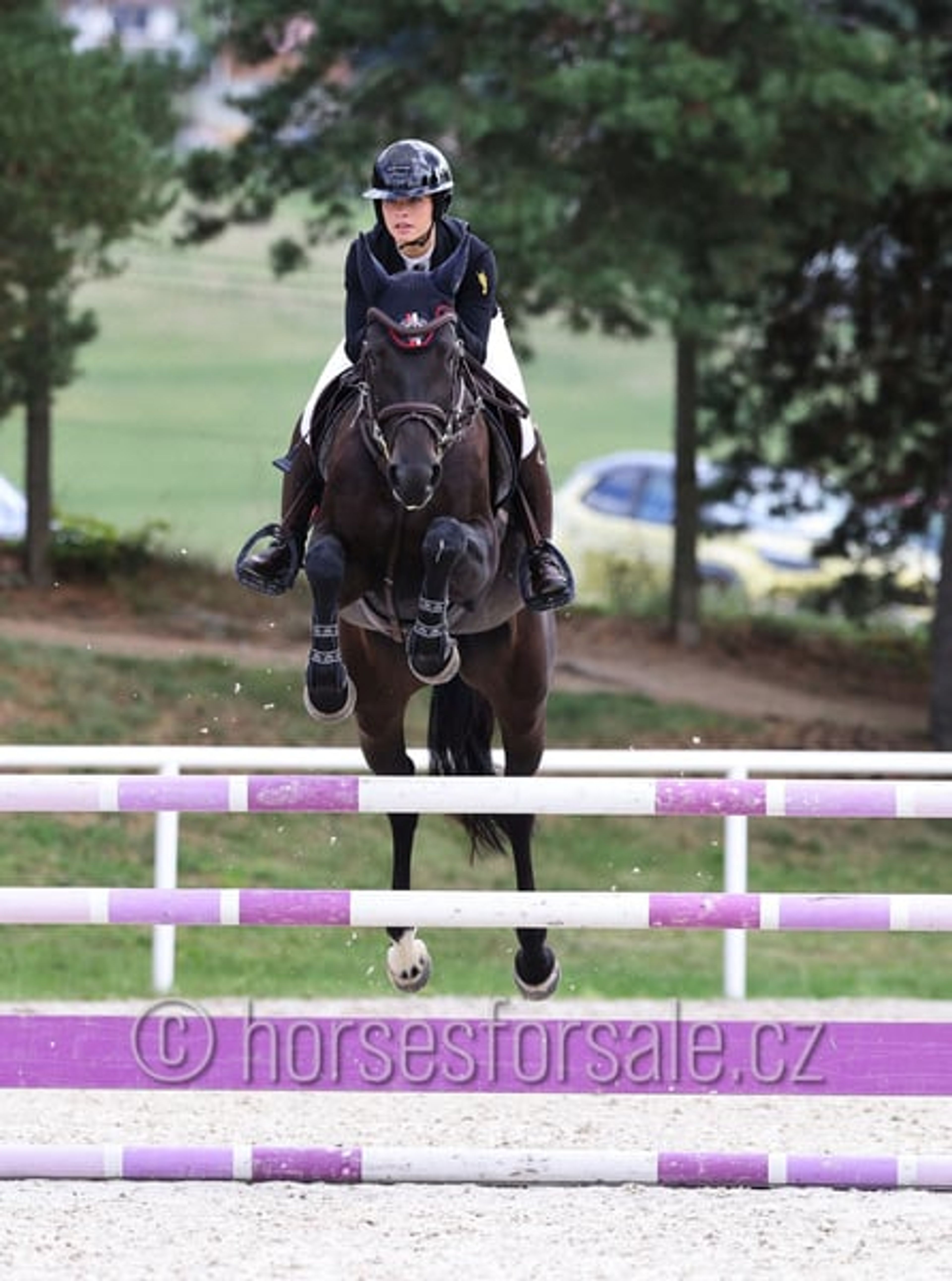 Promising young mare with a great jump and perfect rideability. - Image 3