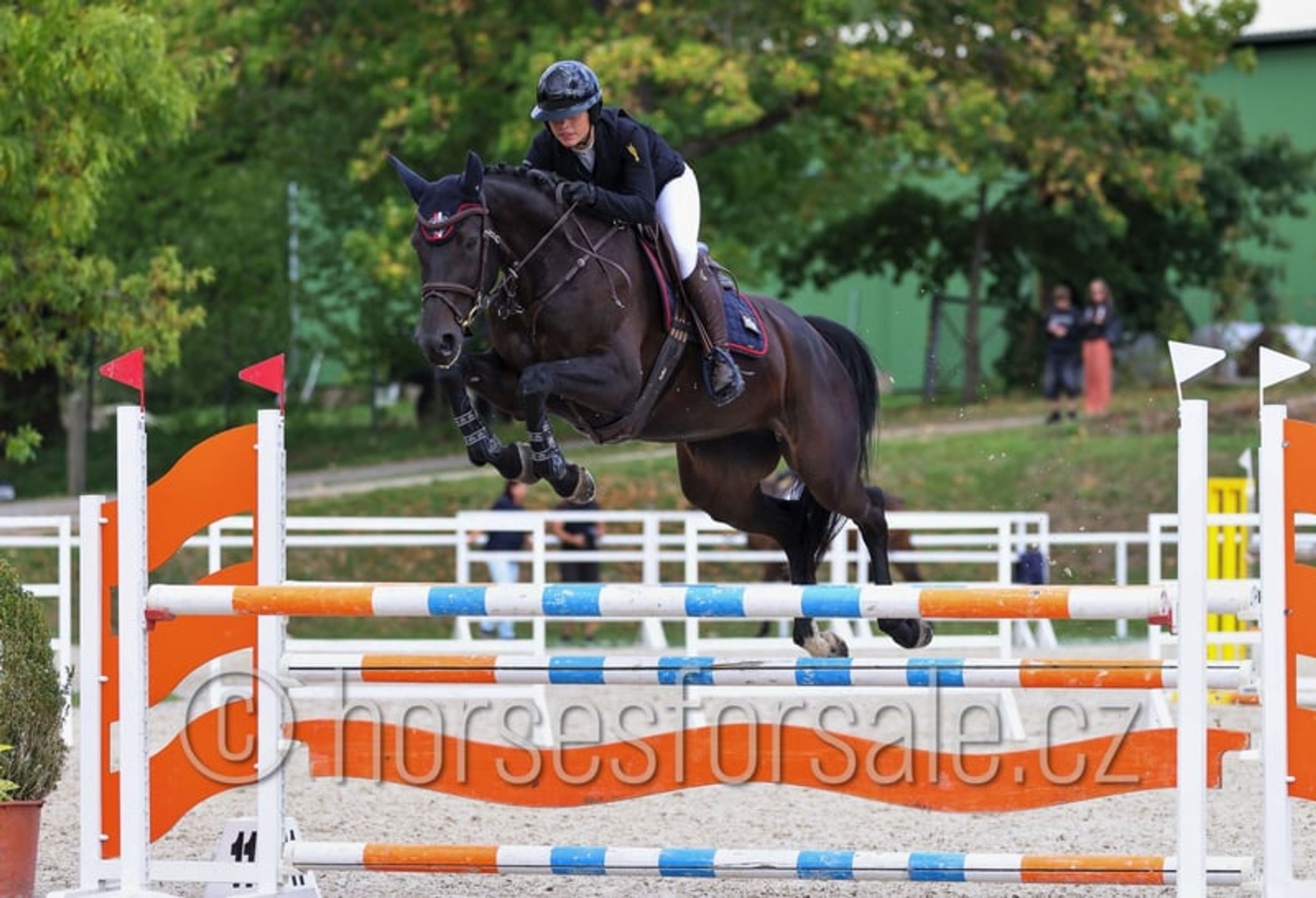 Promising young mare with a great jump and perfect rideability. - Image 4