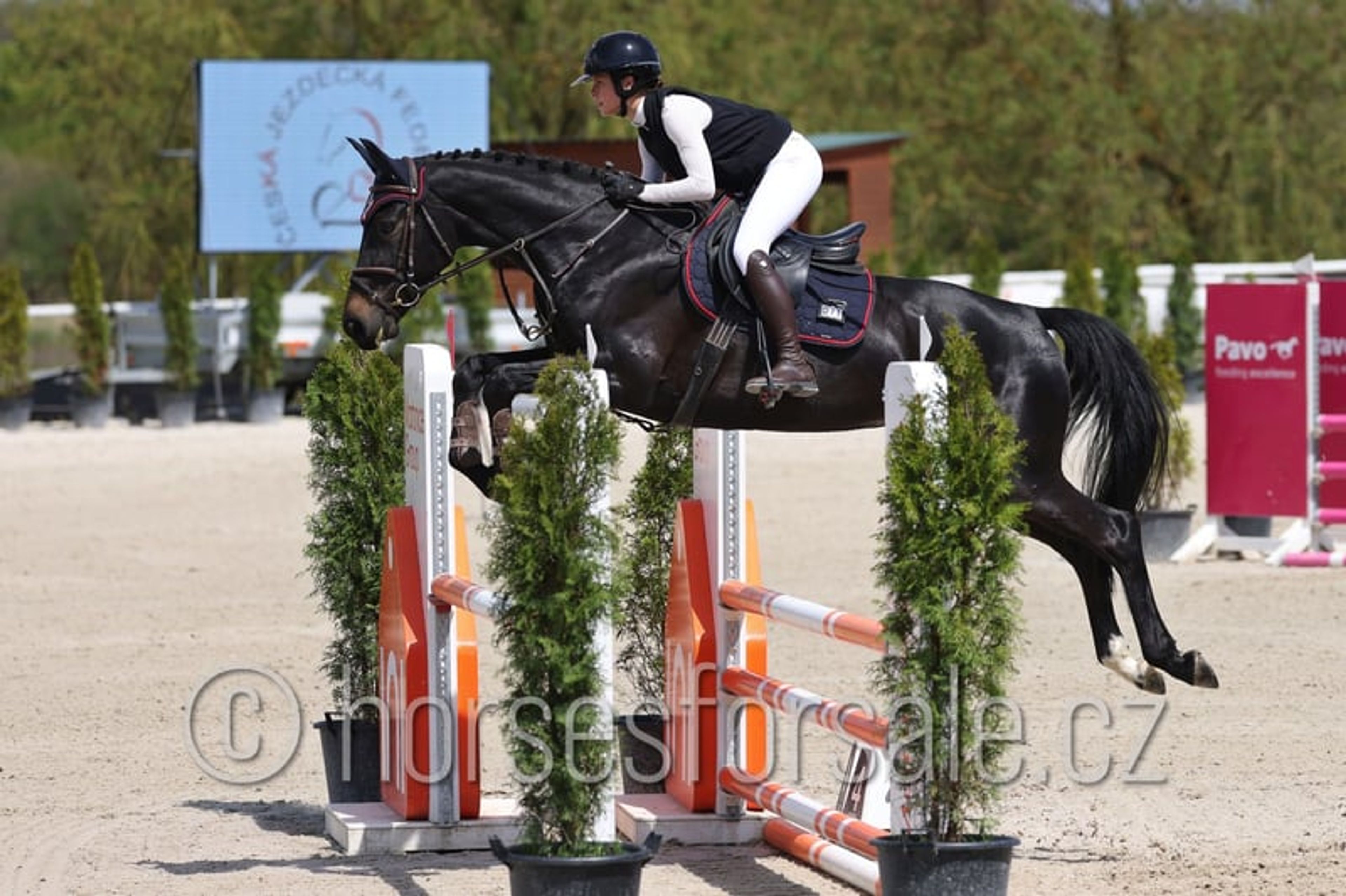 Promising young mare with a great jump and perfect rideability. - Image 5