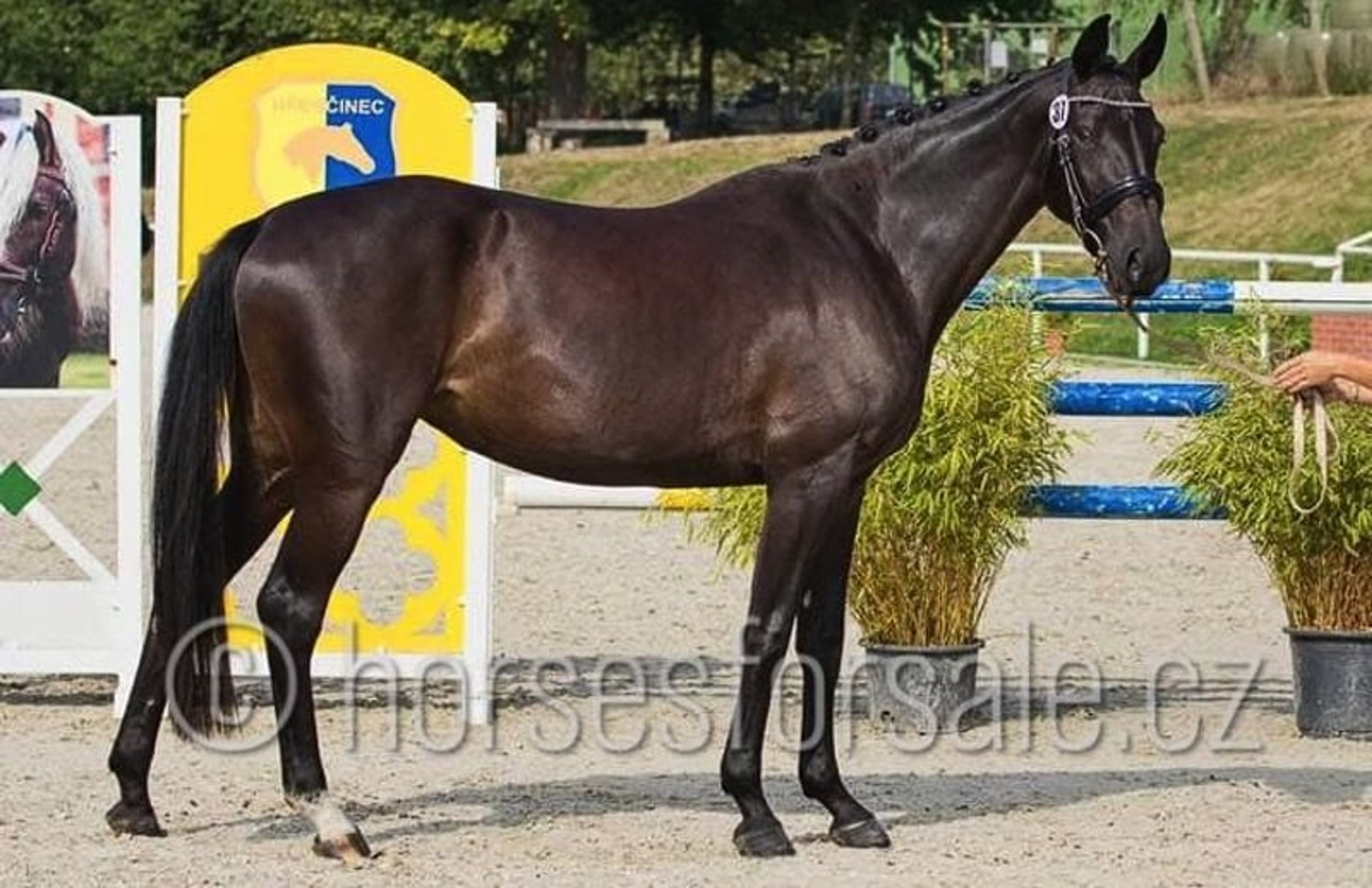 Promising young mare with a great jump and perfect rideability. - Image 6