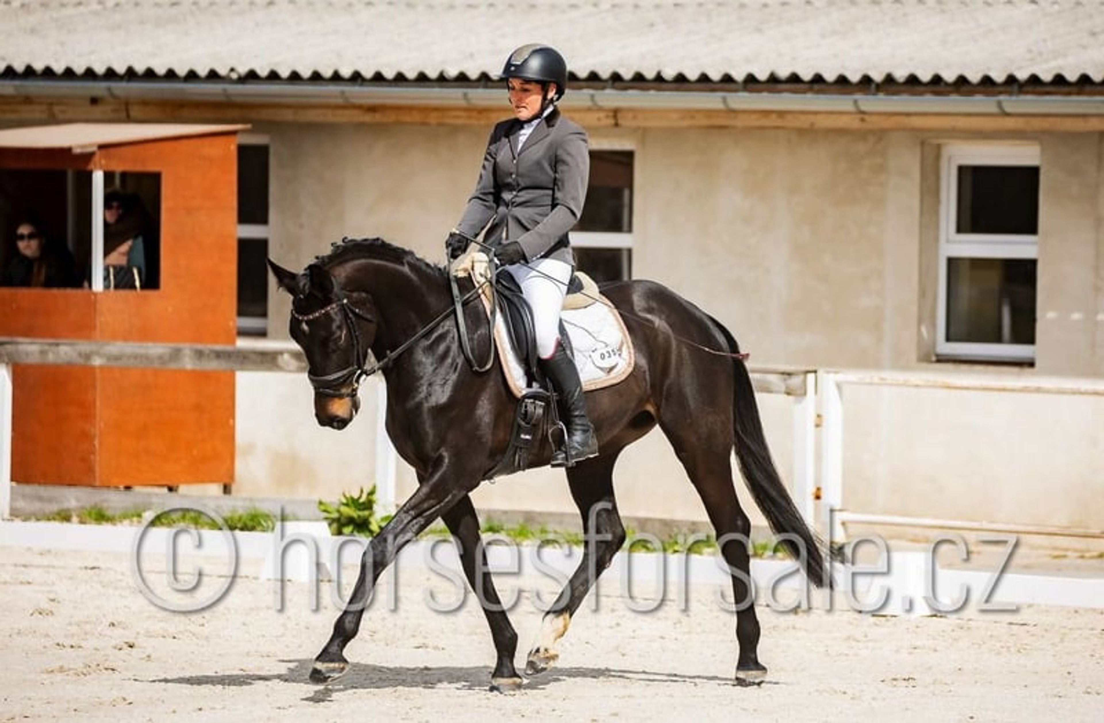 Promising young mare with a great jump and perfect rideability. - Image 7
