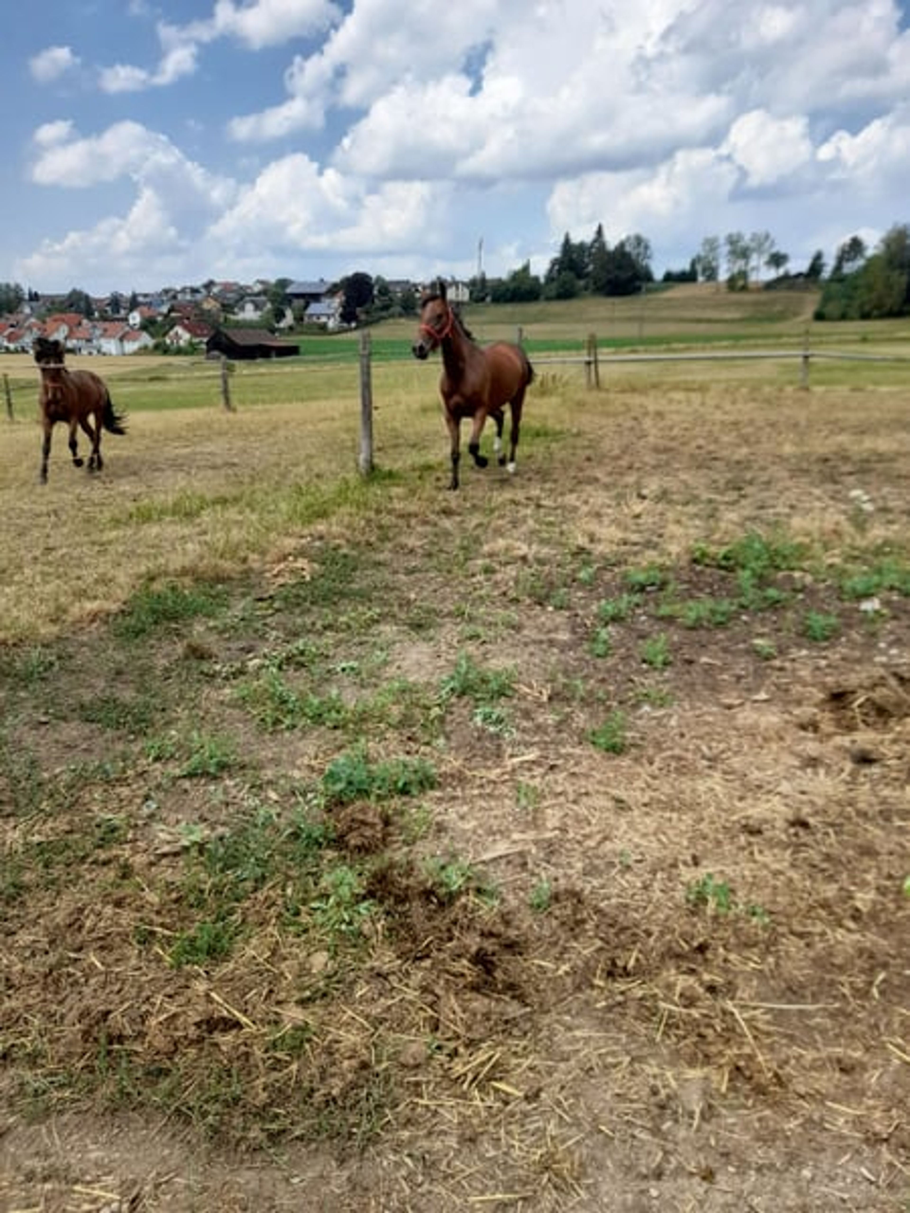 Beautiful mare