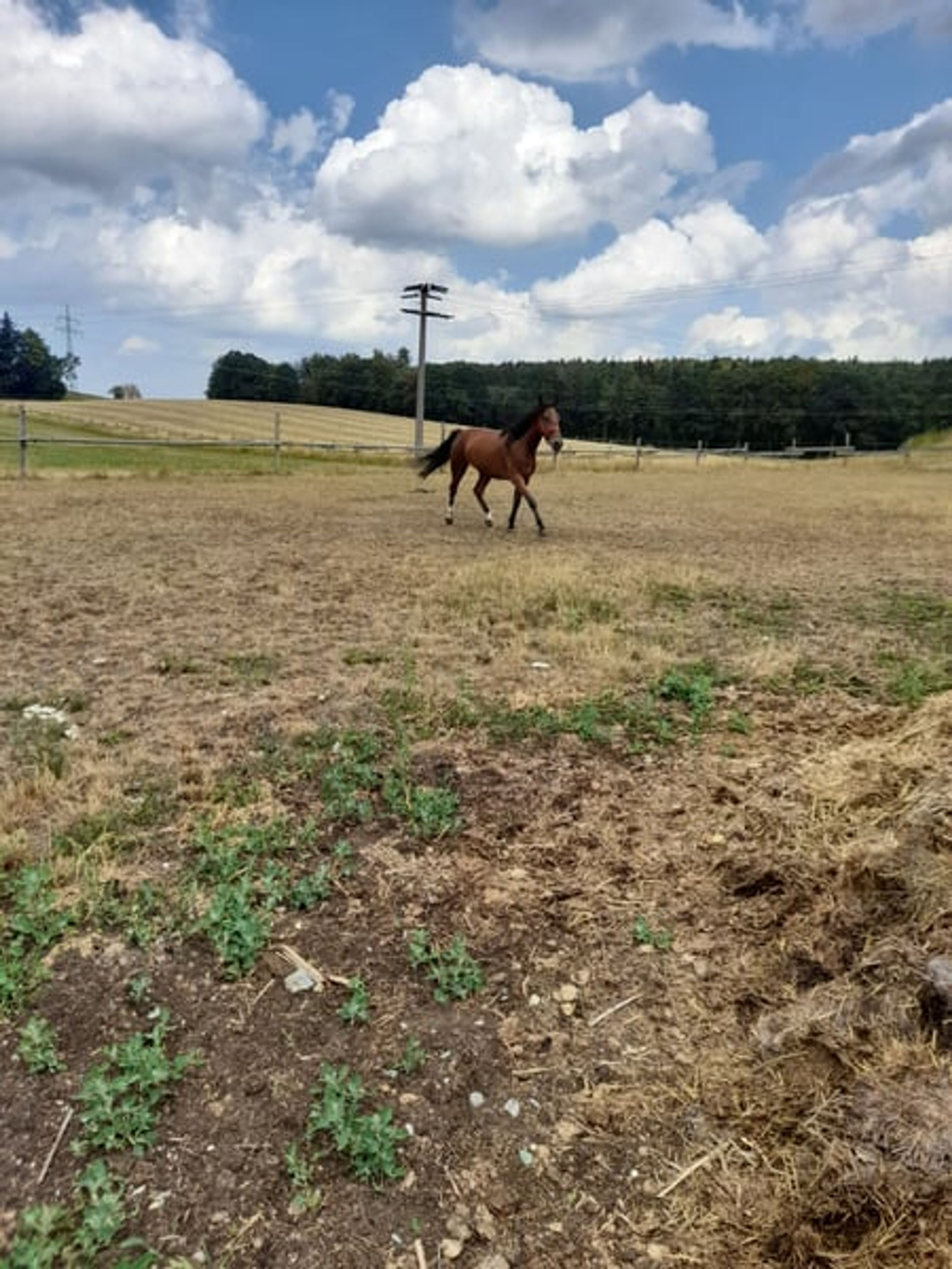 Beautiful mare - Image 2