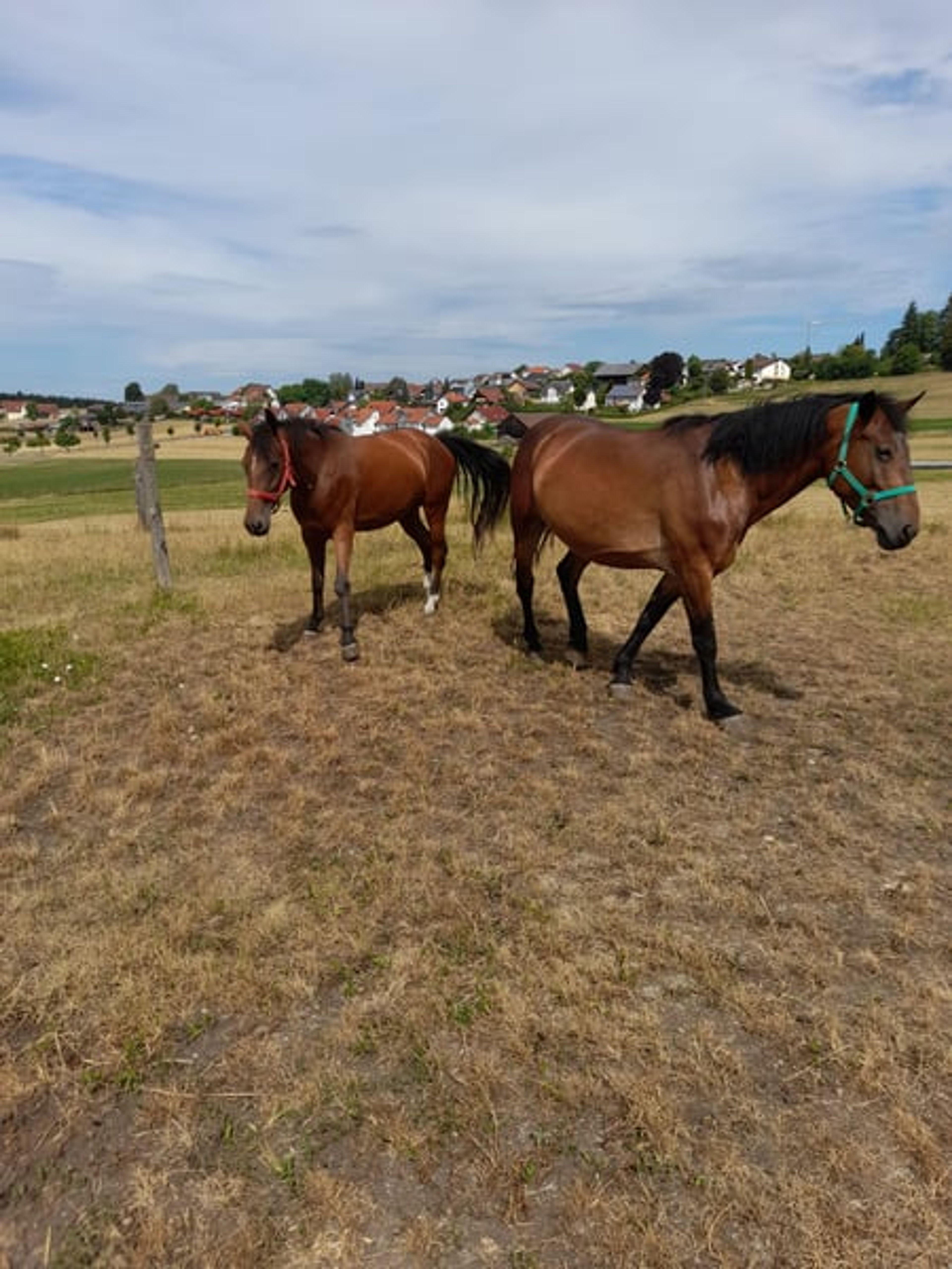 Beautiful mare - Image 3