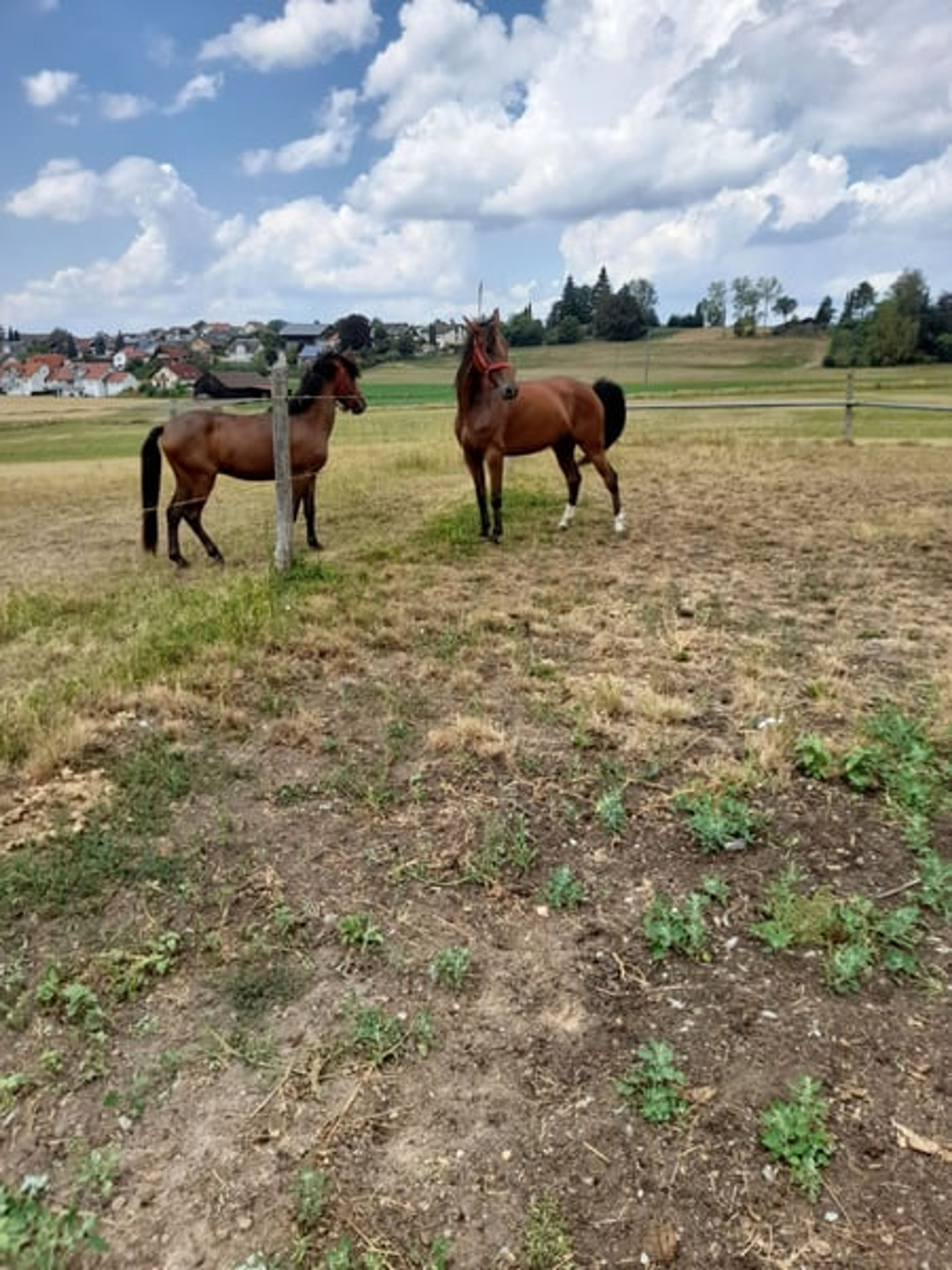 Beautiful mare - Image 4
