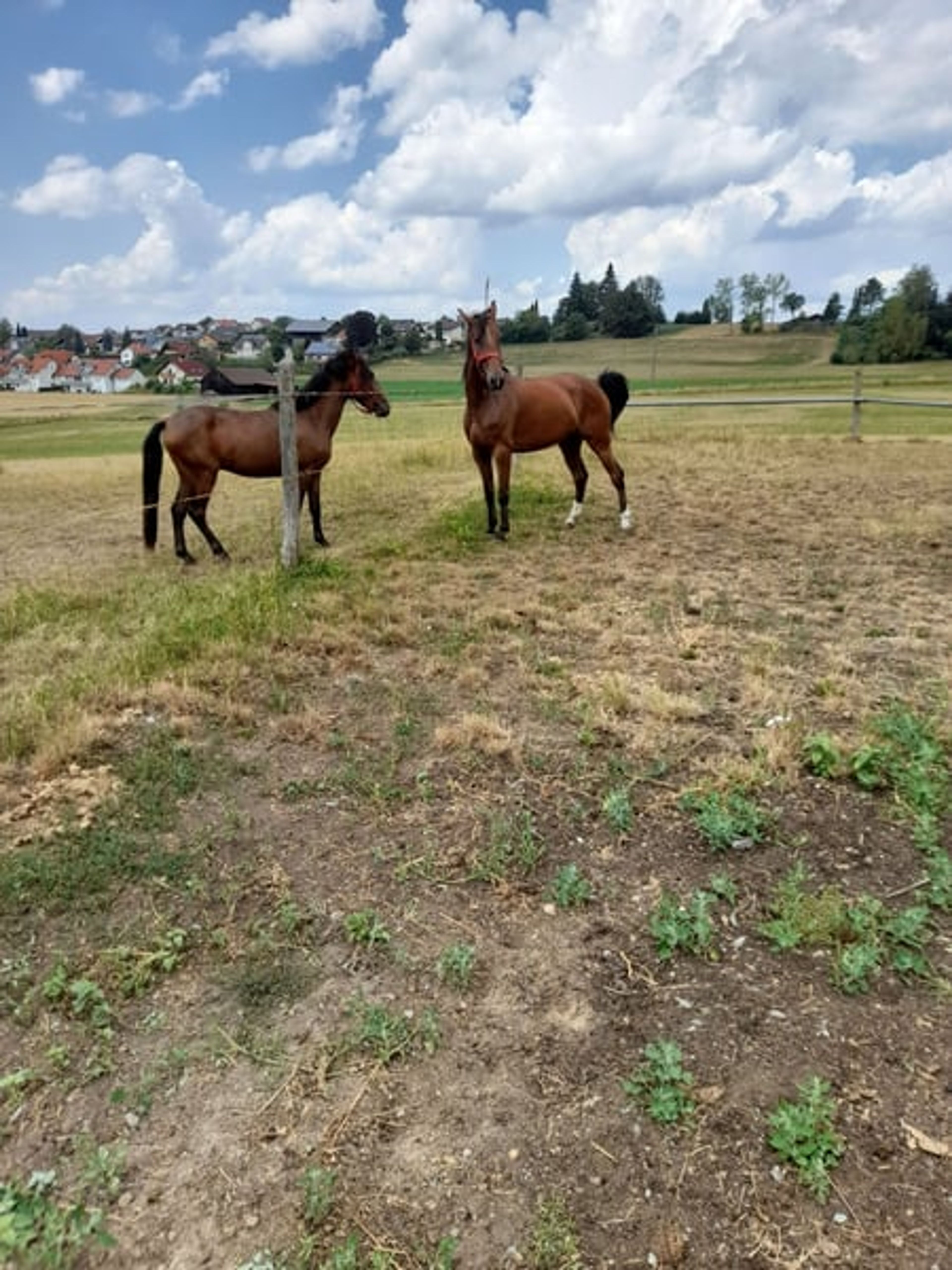 Beautiful mare - Image 5