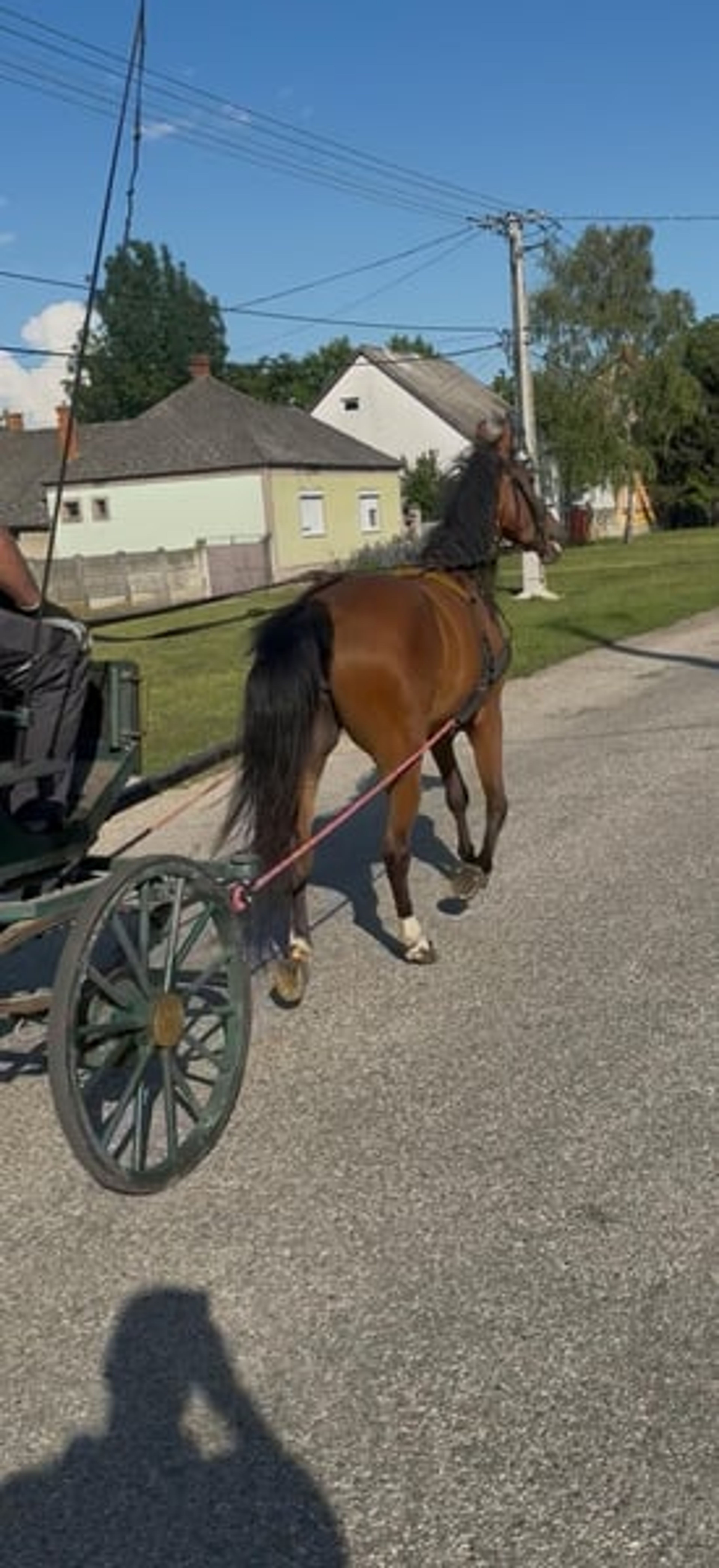 Beautiful mare - Image 6