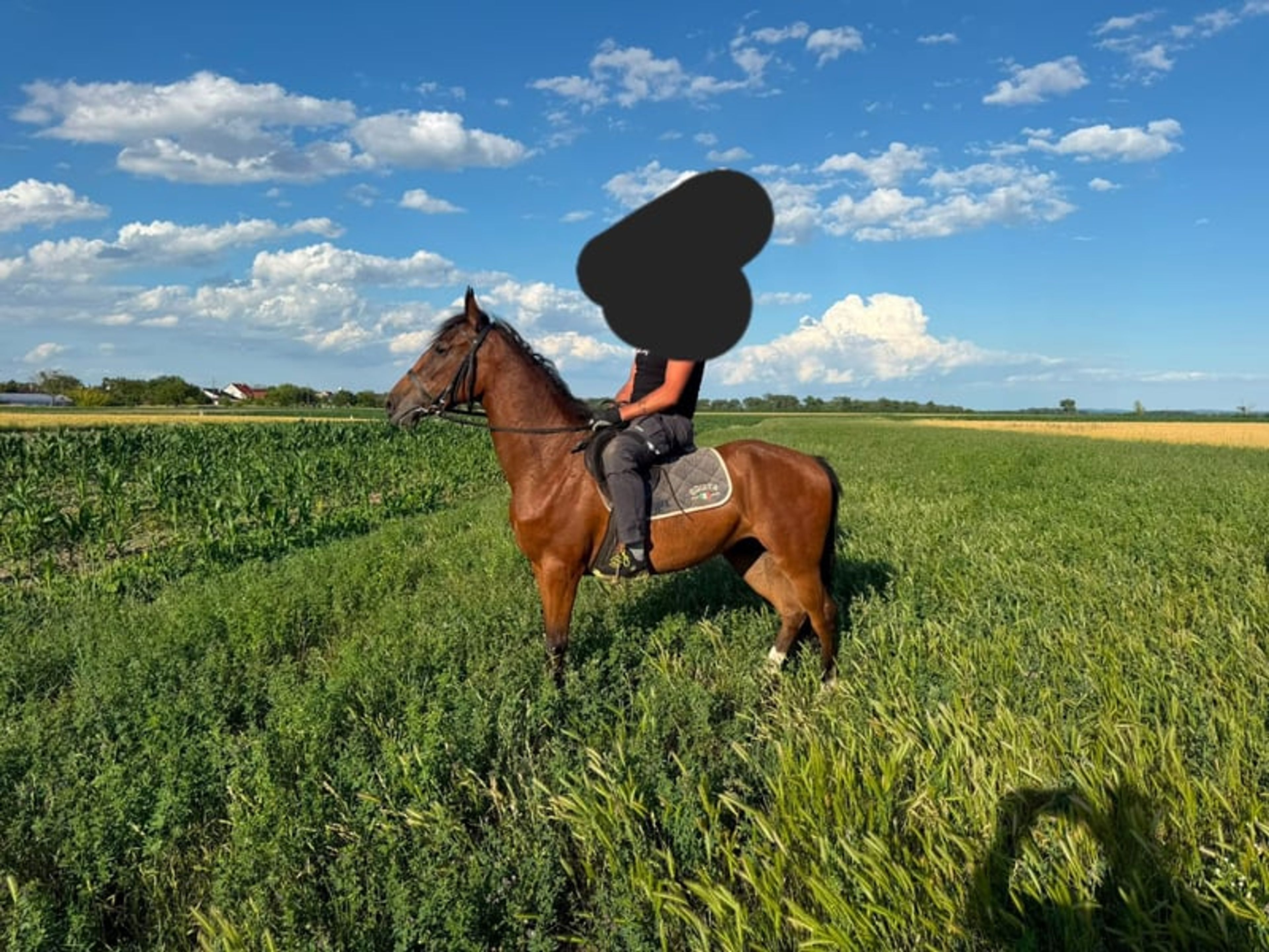 Beautiful mare - Image 7