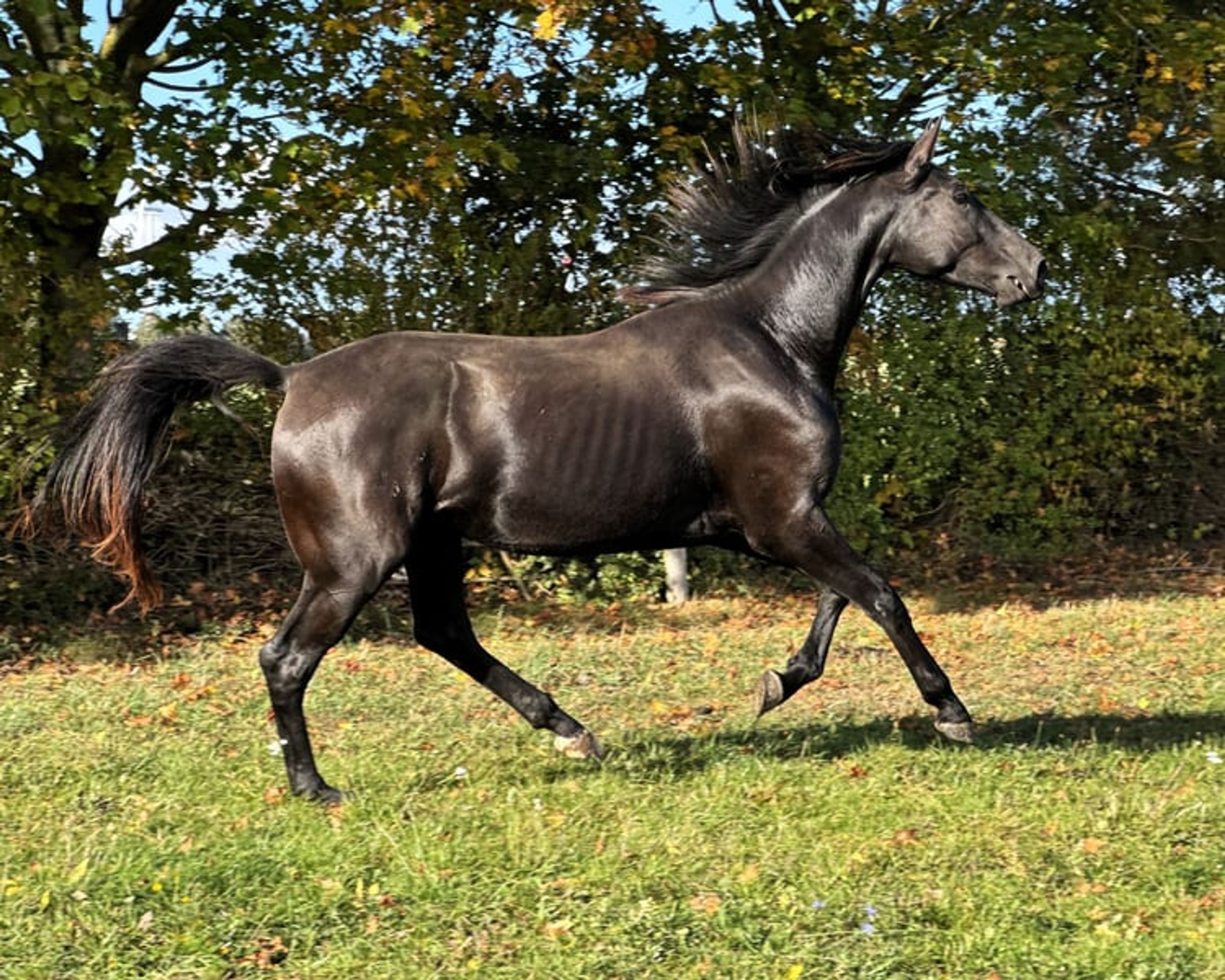 Stunning Hanoverian gelding ready to be backed, with a focus on dressage.