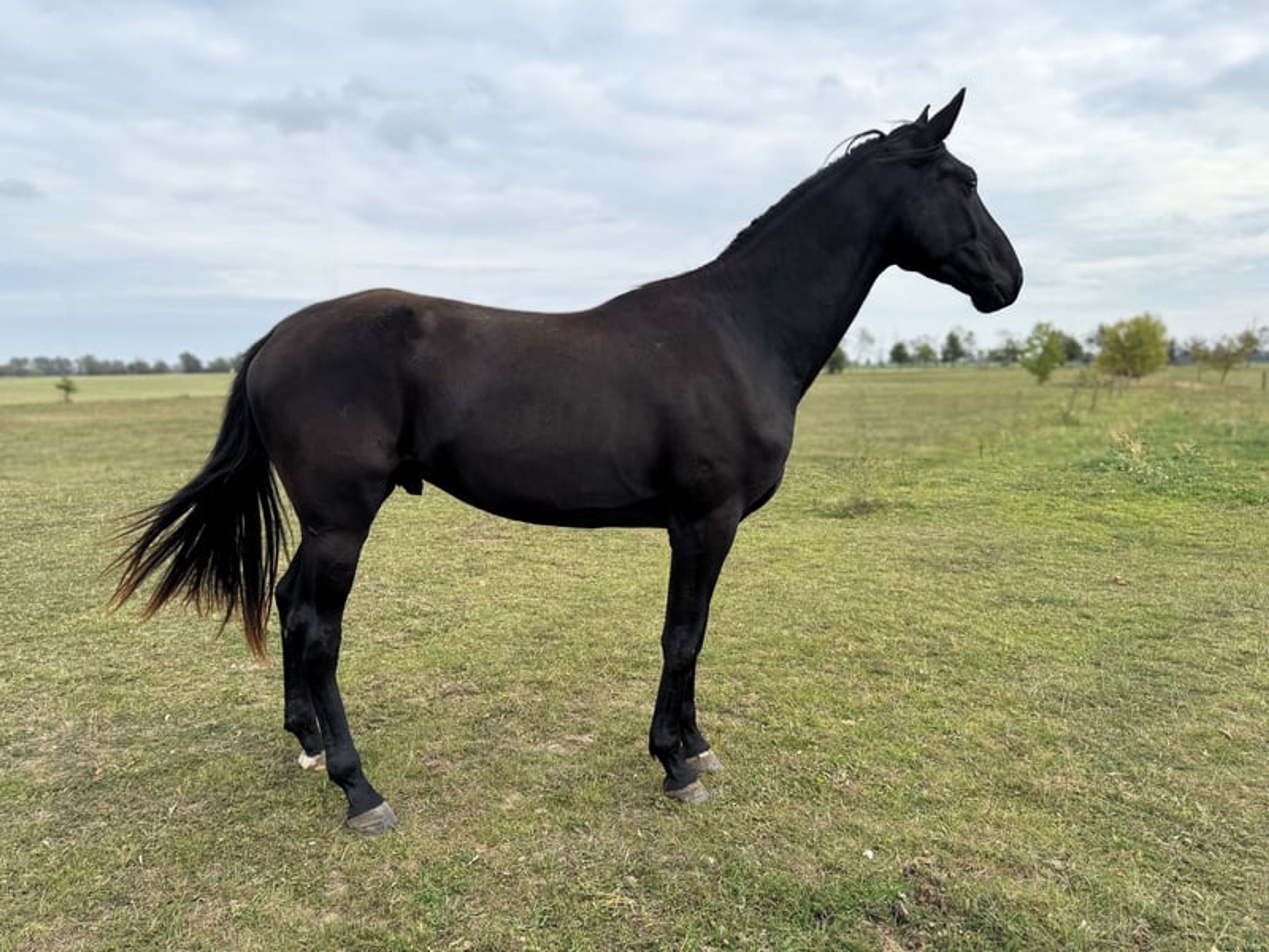 Stunning Hanoverian gelding ready to be backed, with a focus on dressage. - Image 2