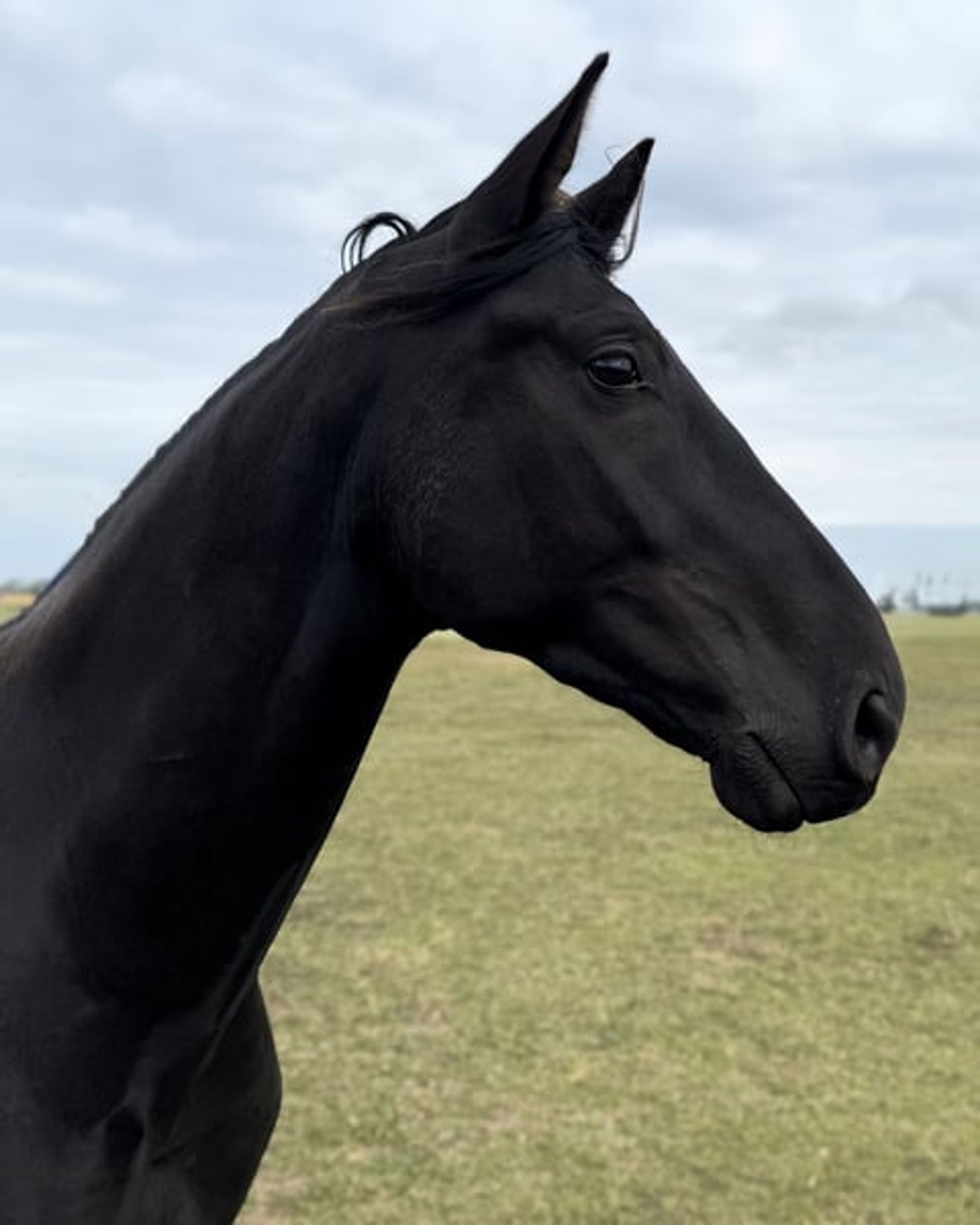 Stunning Hanoverian gelding ready to be backed, with a focus on dressage. - Image 3