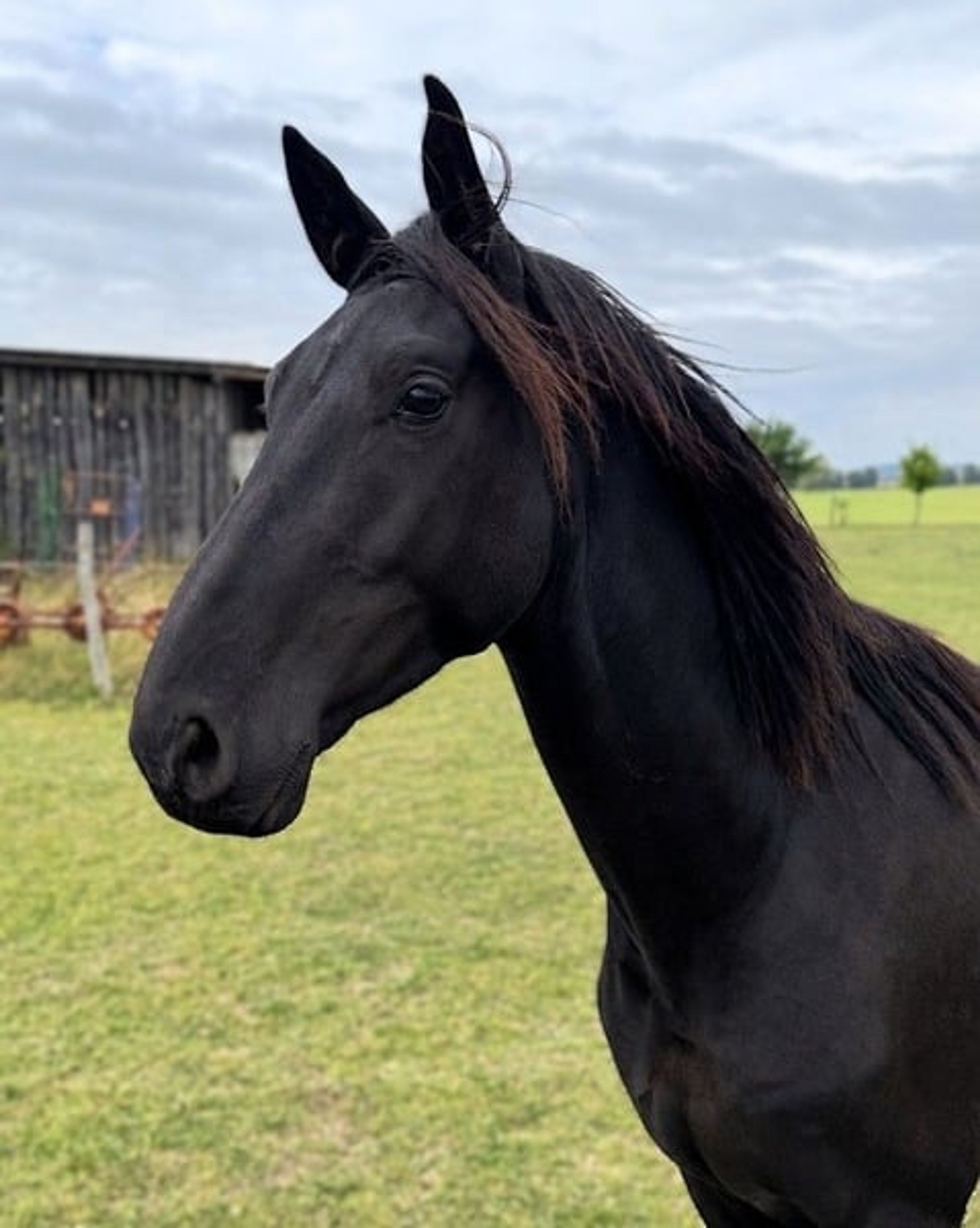 Stunning Hanoverian gelding ready to be backed, with a focus on dressage. - Image 4