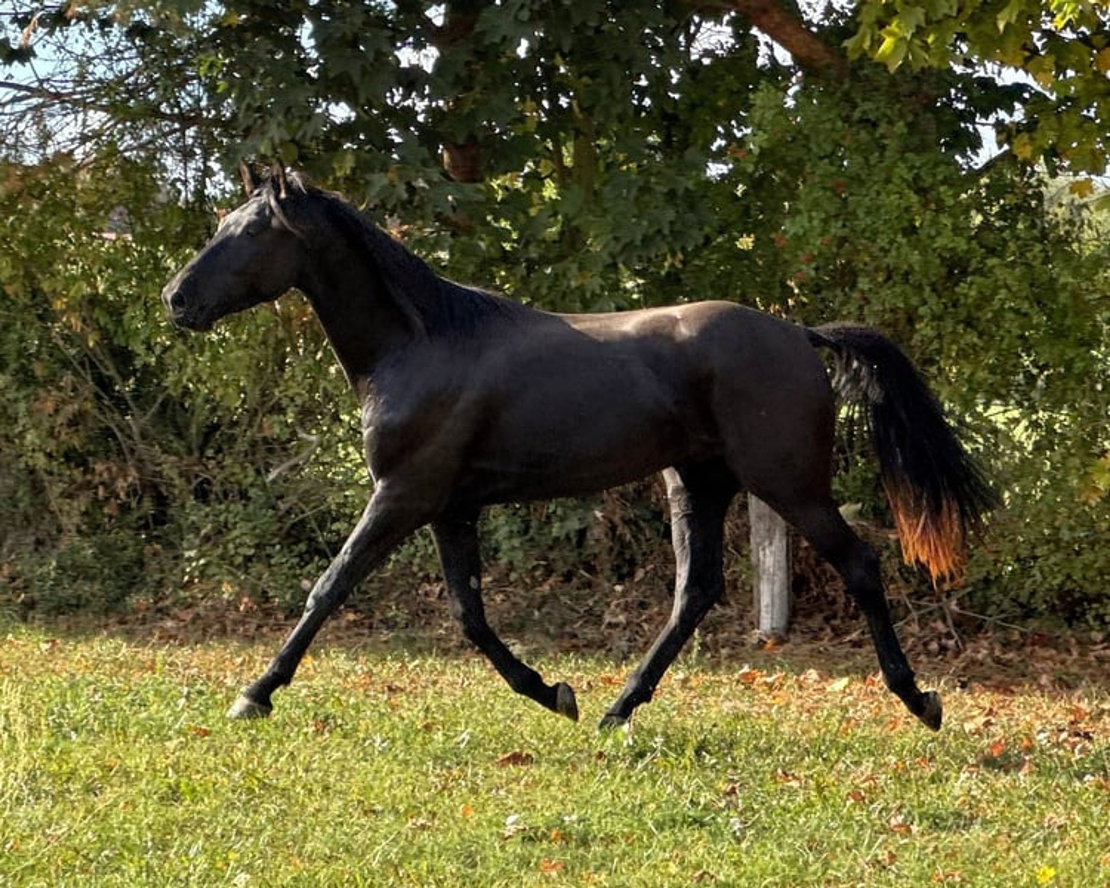 Stunning Hanoverian gelding ready to be backed, with a focus on dressage. - Image 5