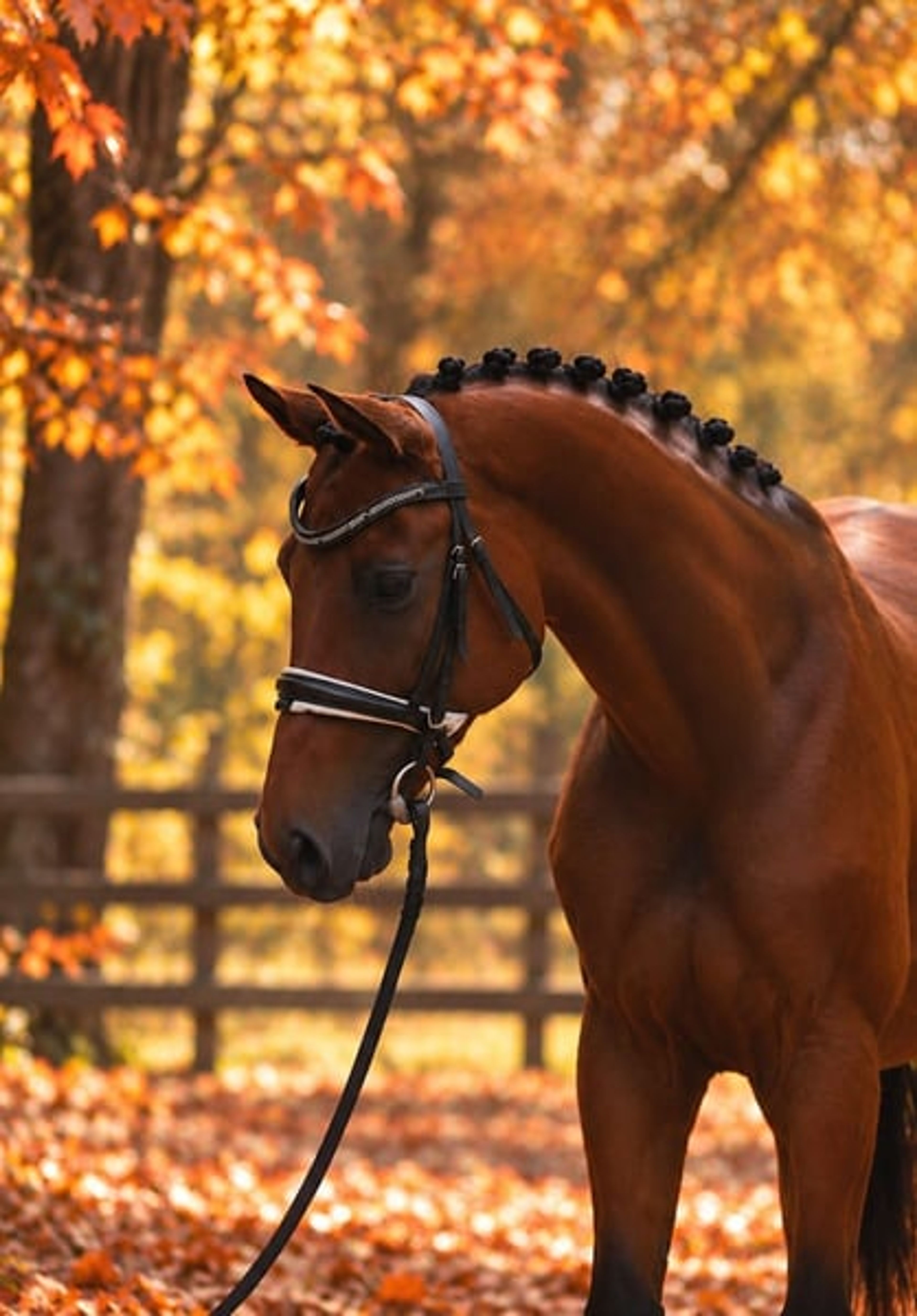 Selina – zuverlässiges Kinderpony | 145 cm - Image 3