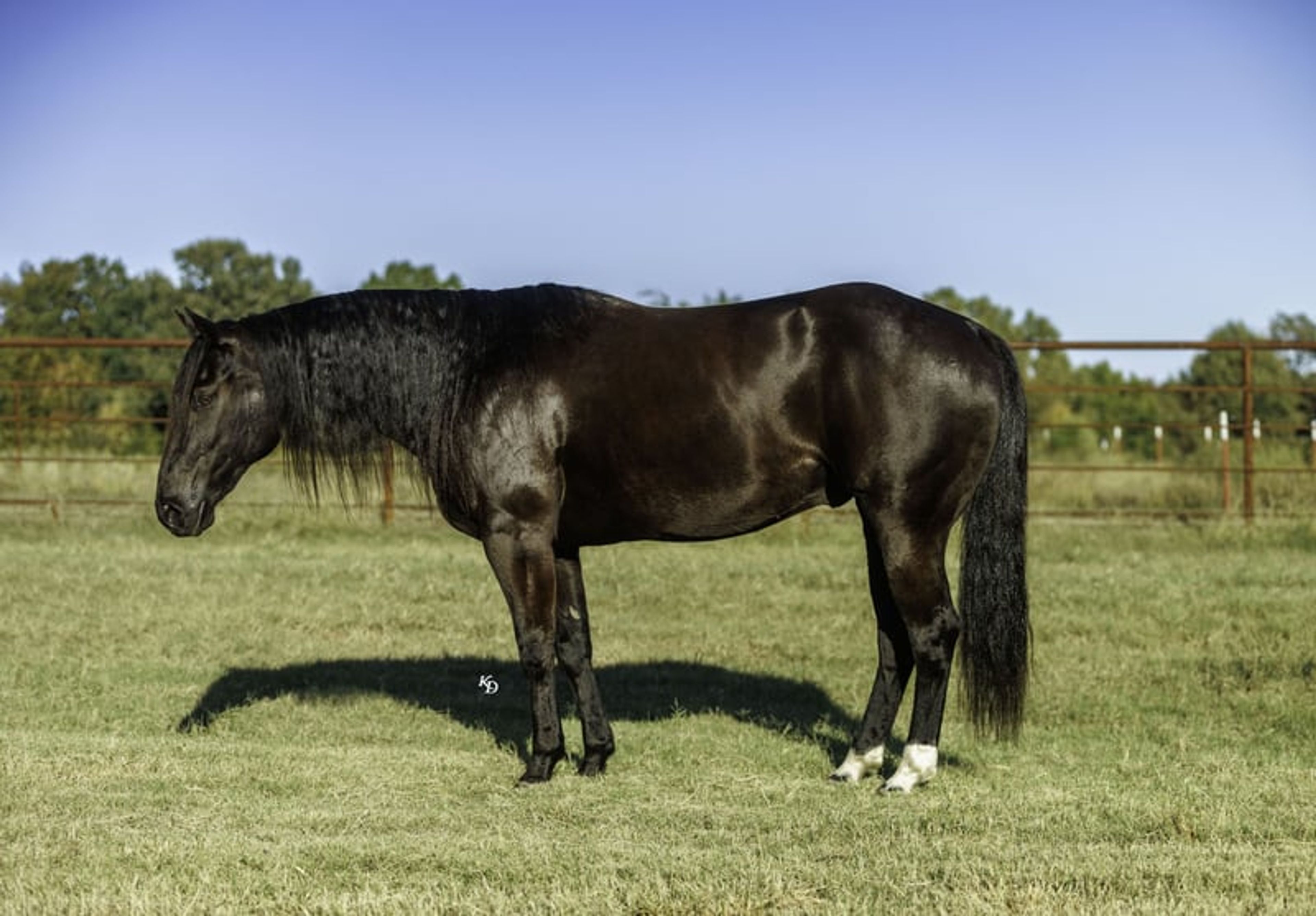 Mamba 9 Yr old 15hh Black AQHA Gelding
