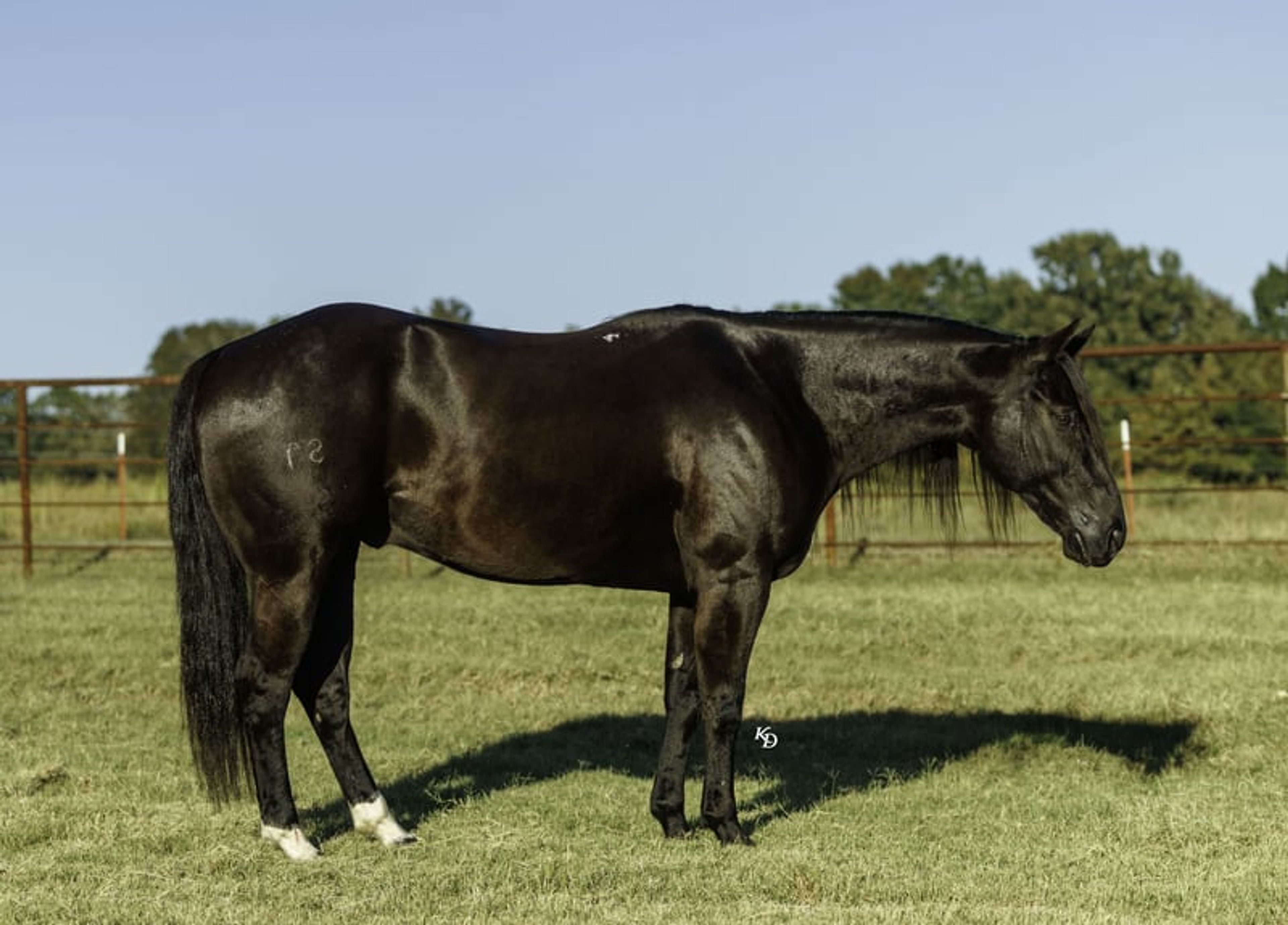 Mamba 9 Yr old 15hh Black AQHA Gelding - Image 2