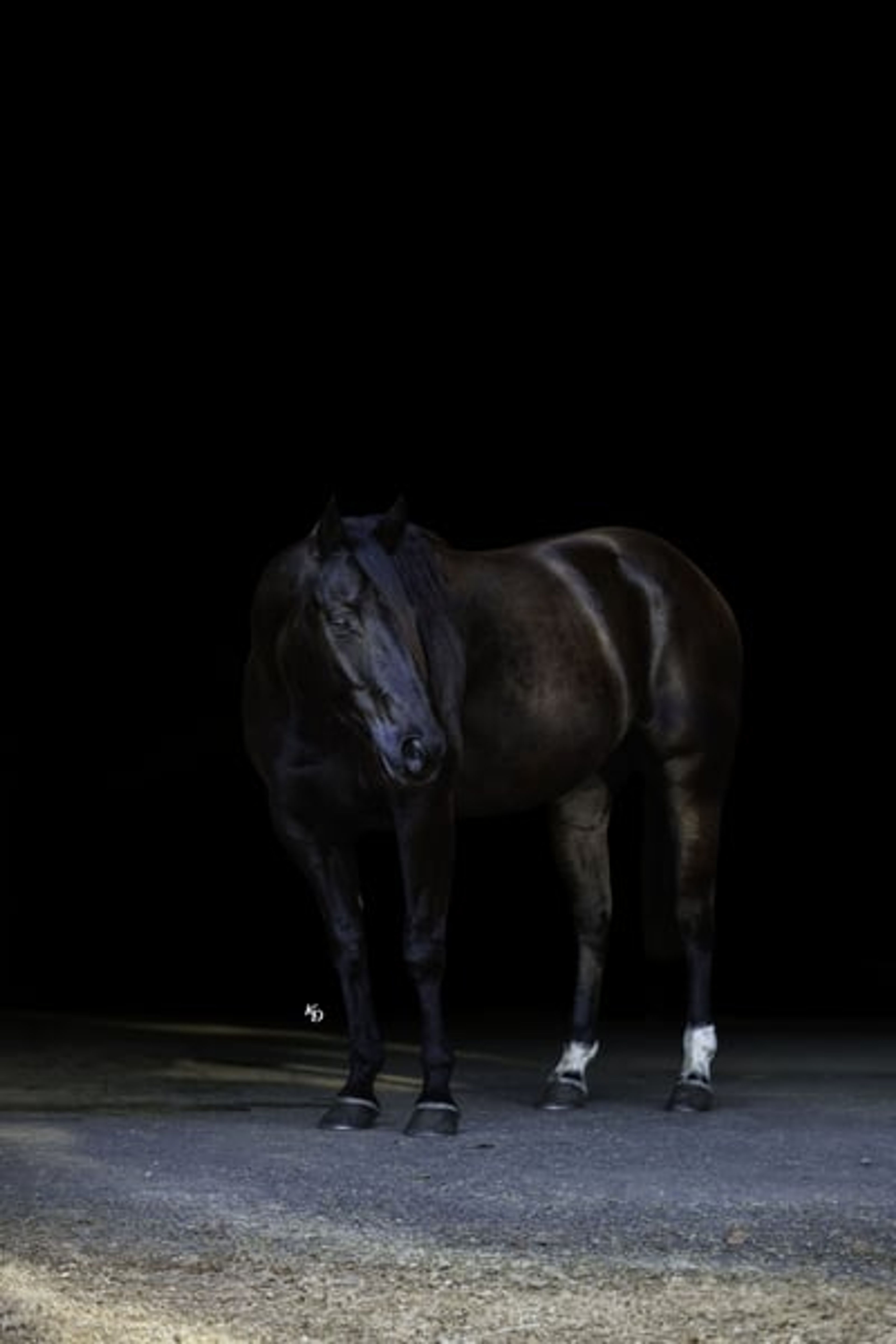 Mamba 9 Yr old 15hh Black AQHA Gelding - Image 3
