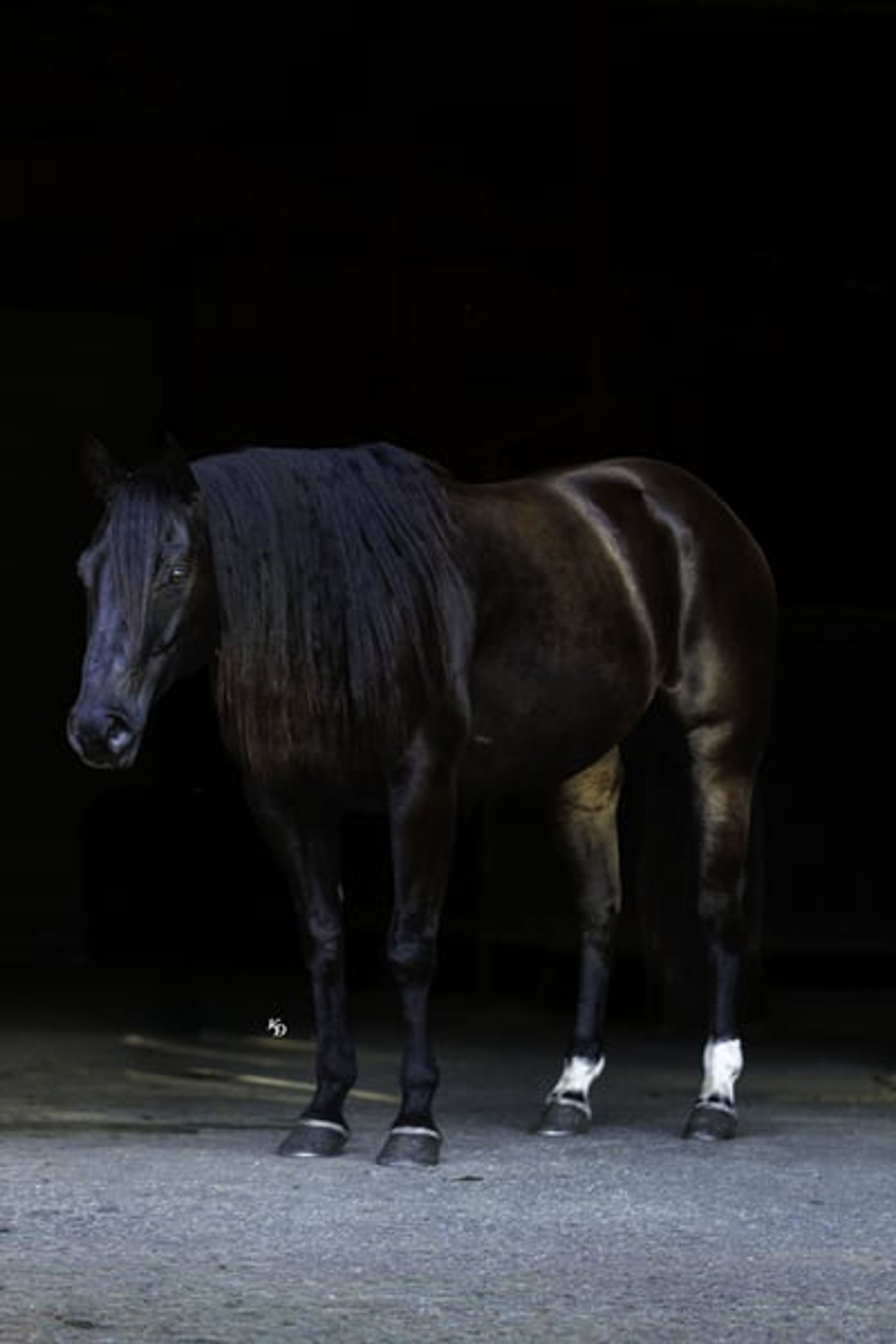 Mamba 9 Yr old 15hh Black AQHA Gelding - Image 4
