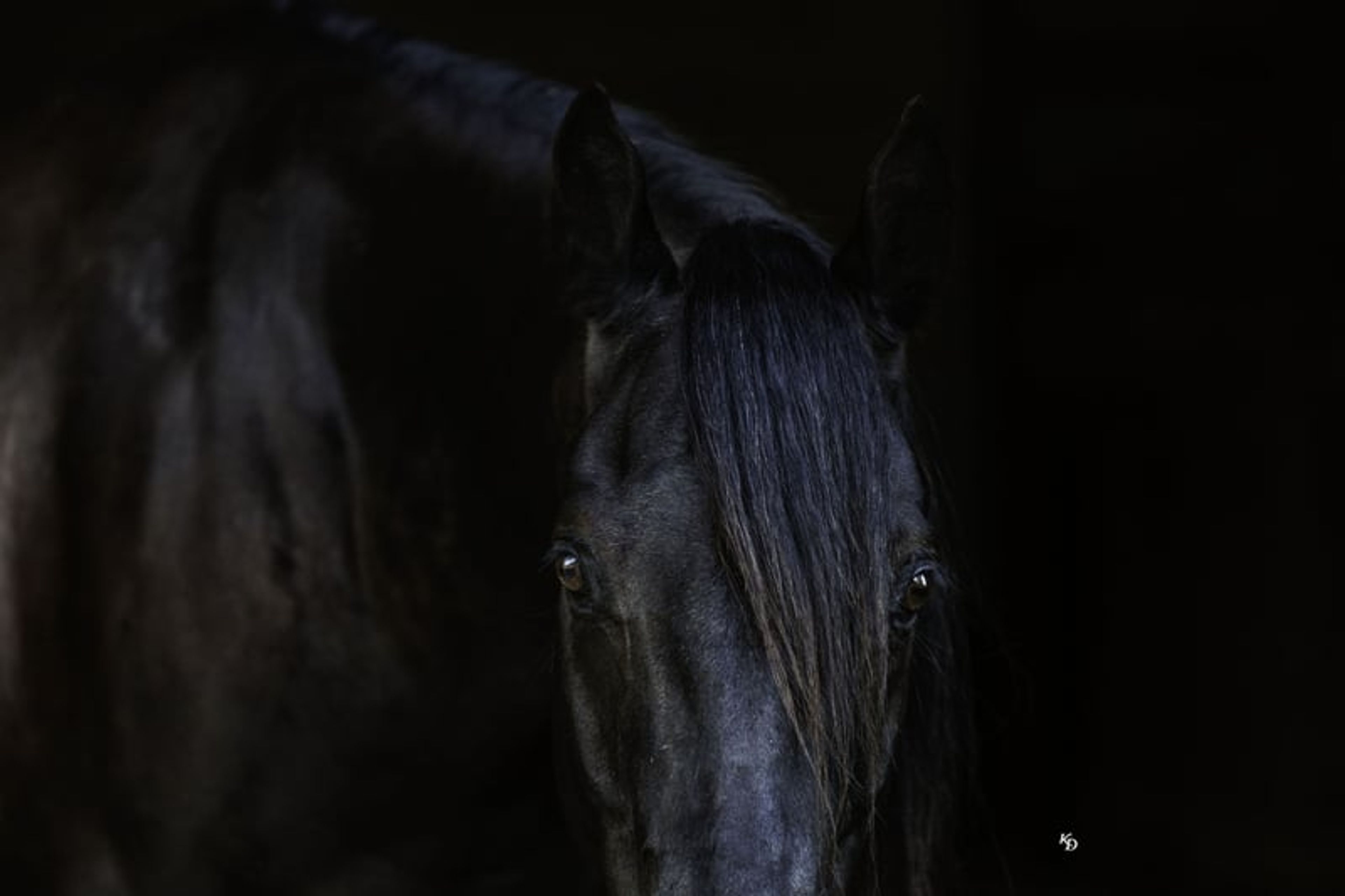 Mamba 9 Yr old 15hh Black AQHA Gelding - Image 5