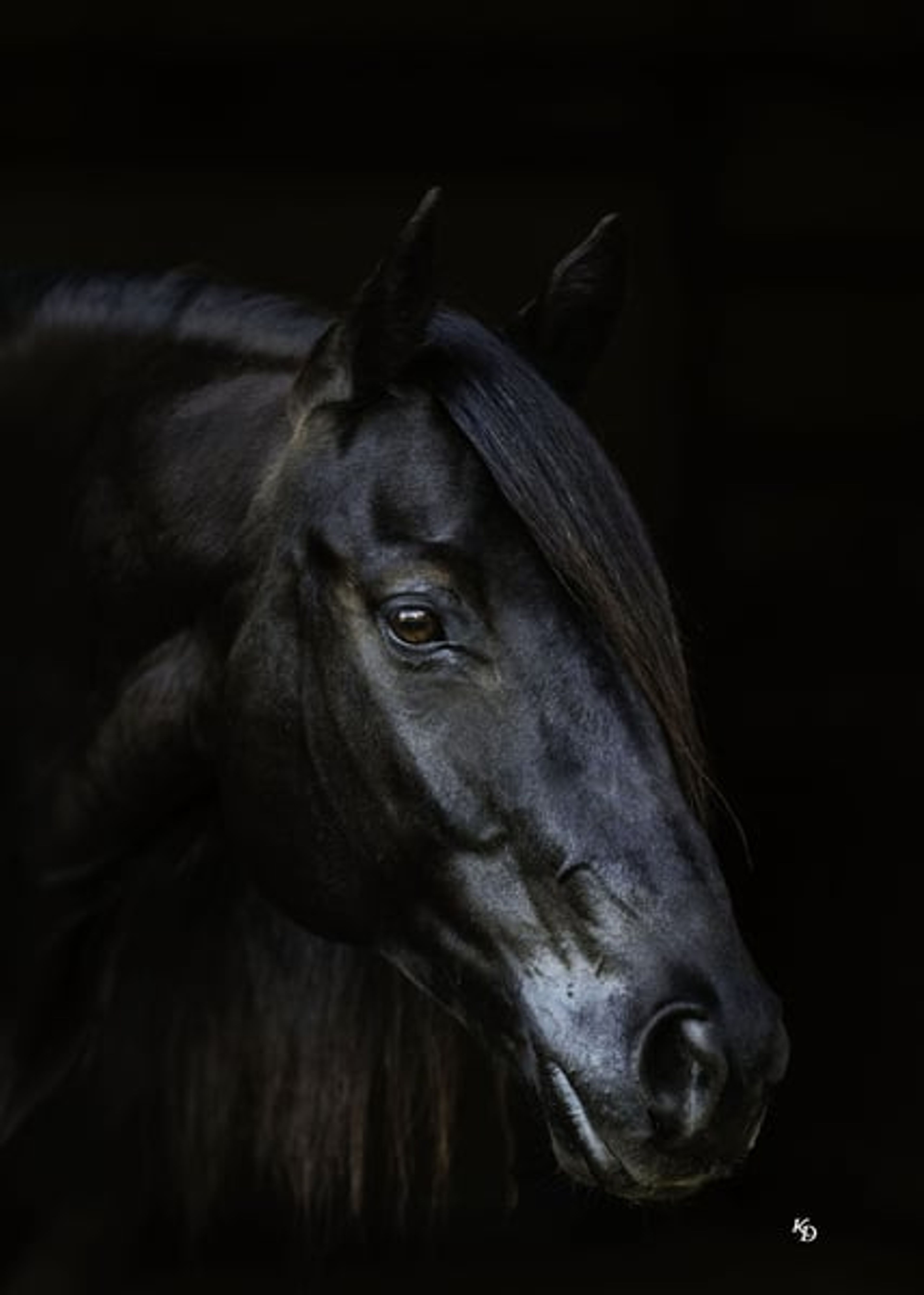 Mamba 9 Yr old 15hh Black AQHA Gelding - Image 6