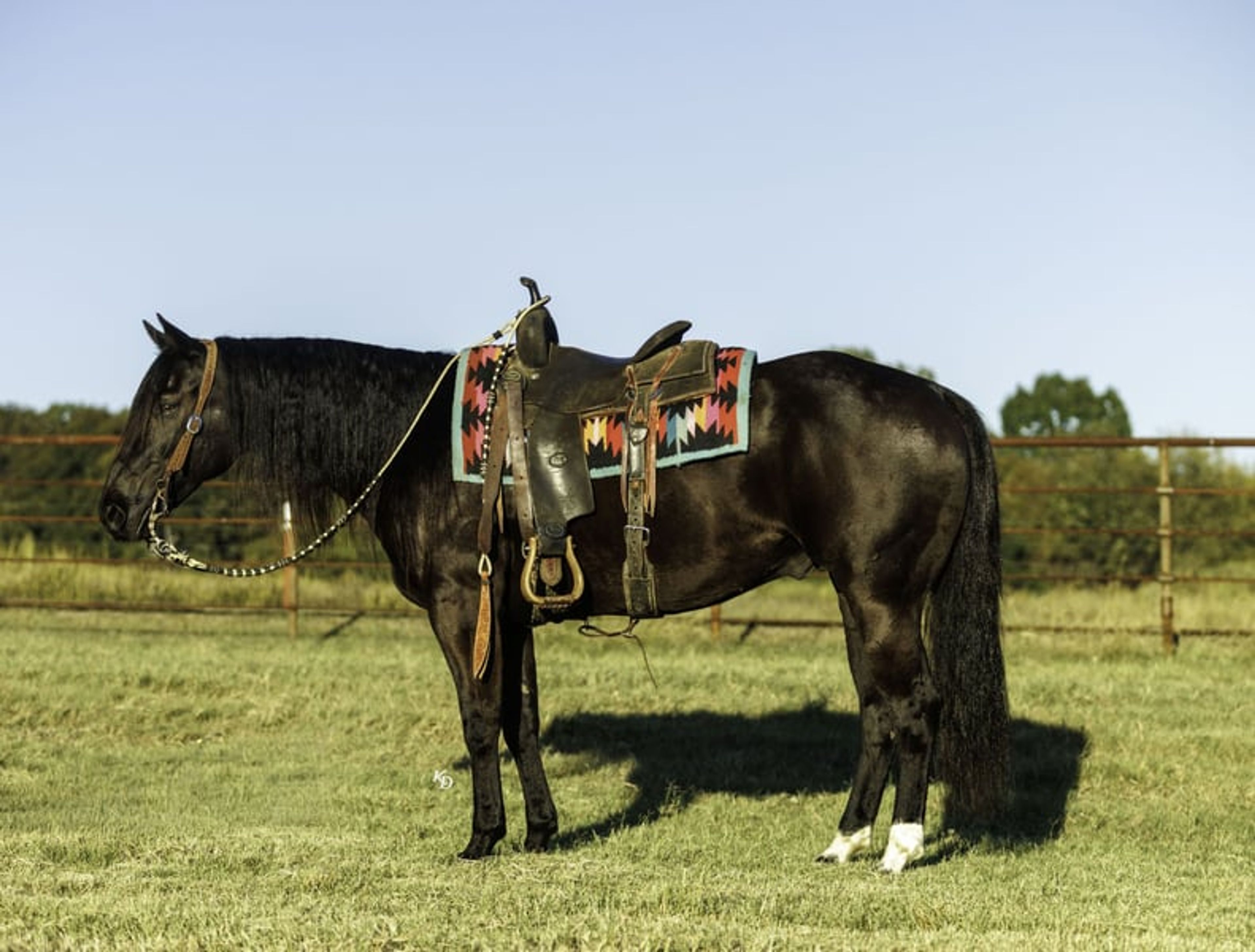 Mamba 9 Yr old 15hh Black AQHA Gelding - Image 7