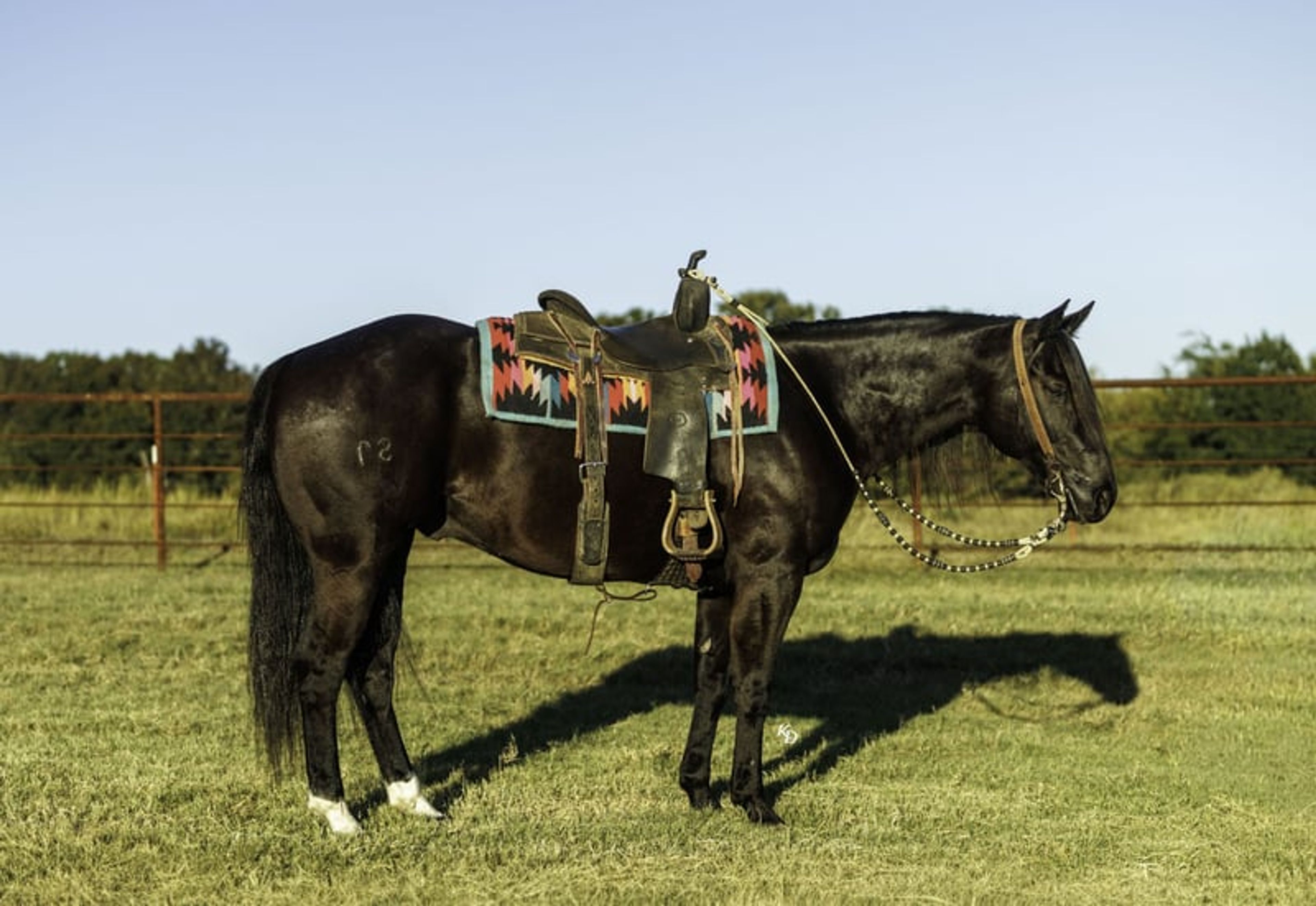 Mamba 9 Yr old 15hh Black AQHA Gelding - Image 8