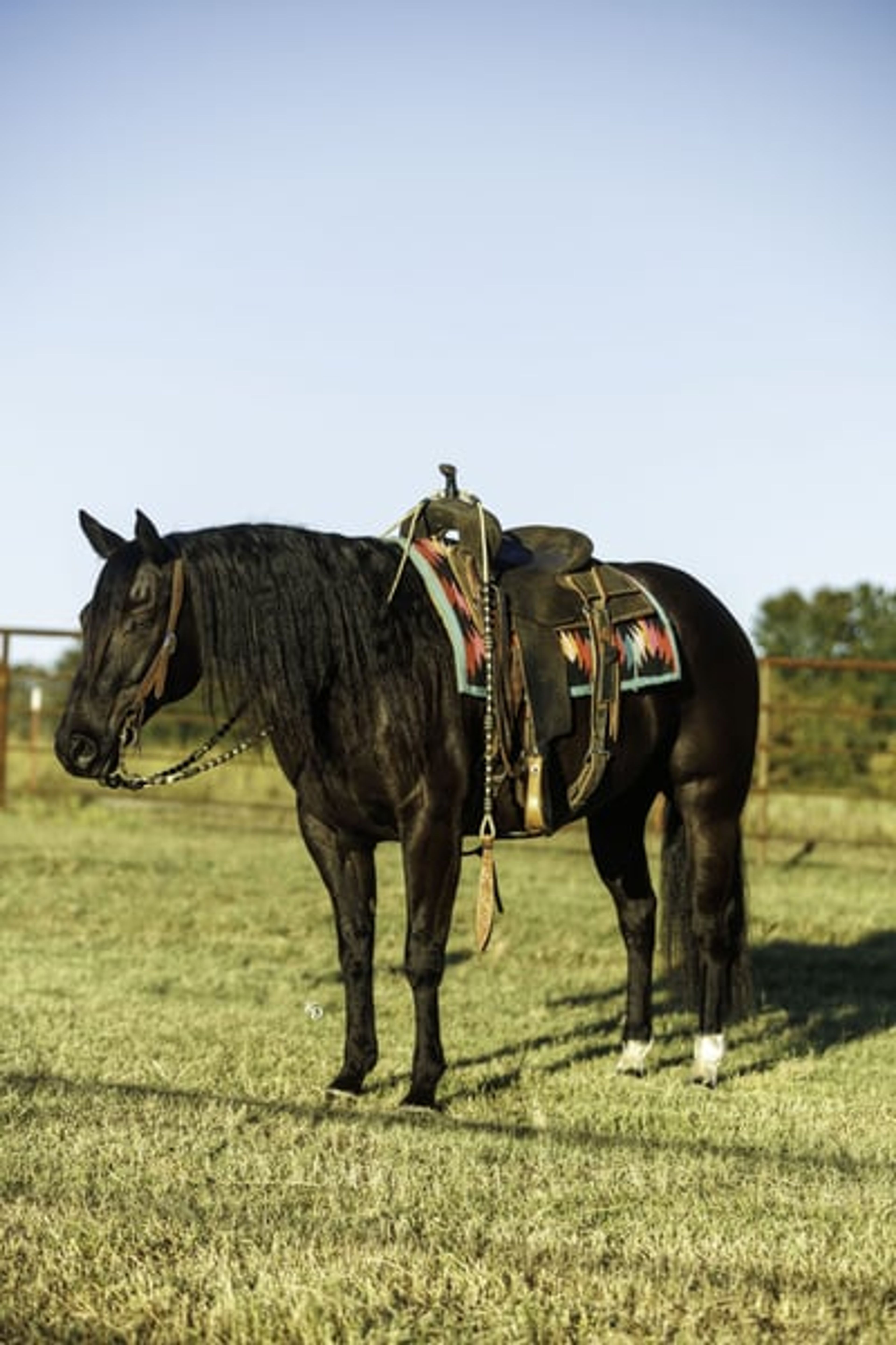 Mamba 9 Yr old 15hh Black AQHA Gelding - Image 9