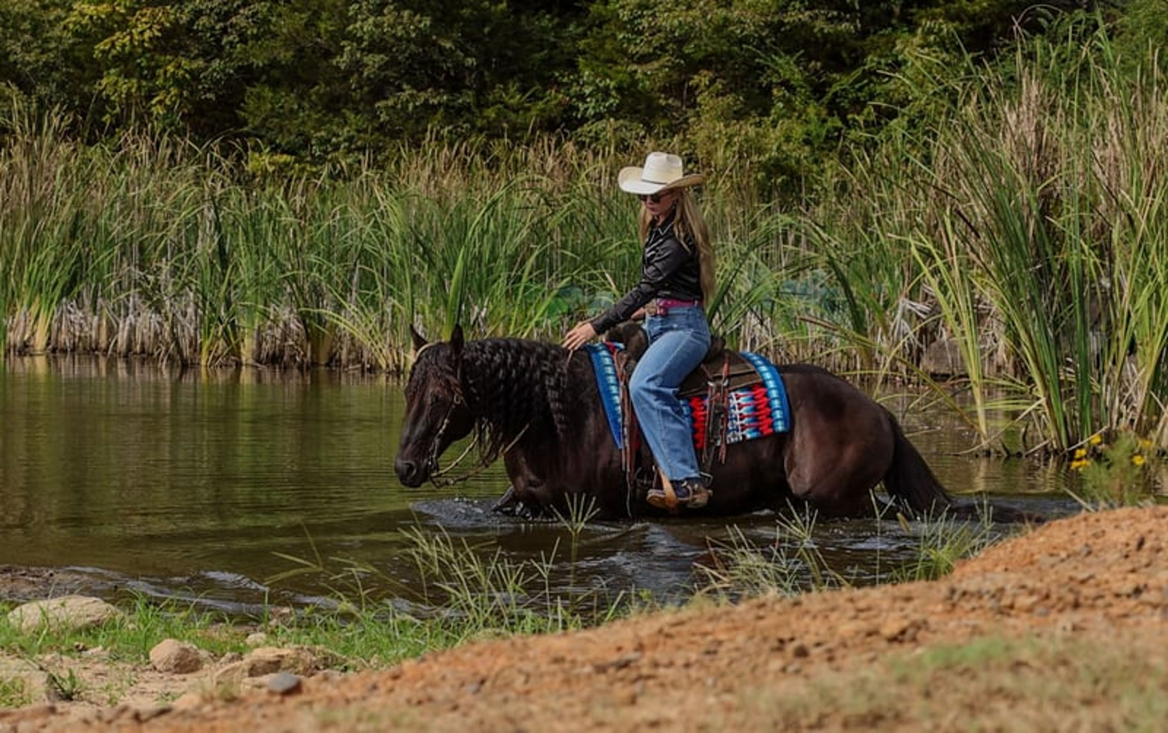 Mamba 9 Yr old 15hh Black AQHA Gelding - Image 10
