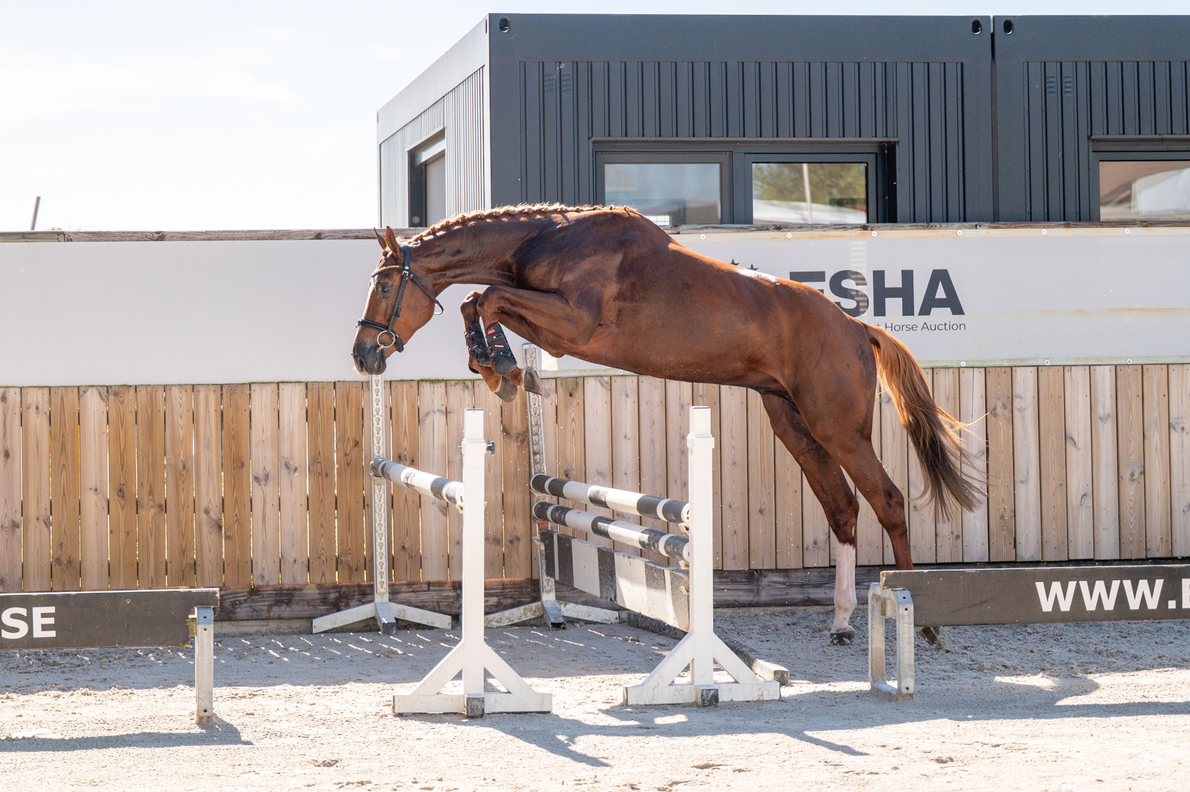 Atletico Z (ASTRONOMIC VH LEGITA HOF Z x QUINAR) - Image 1