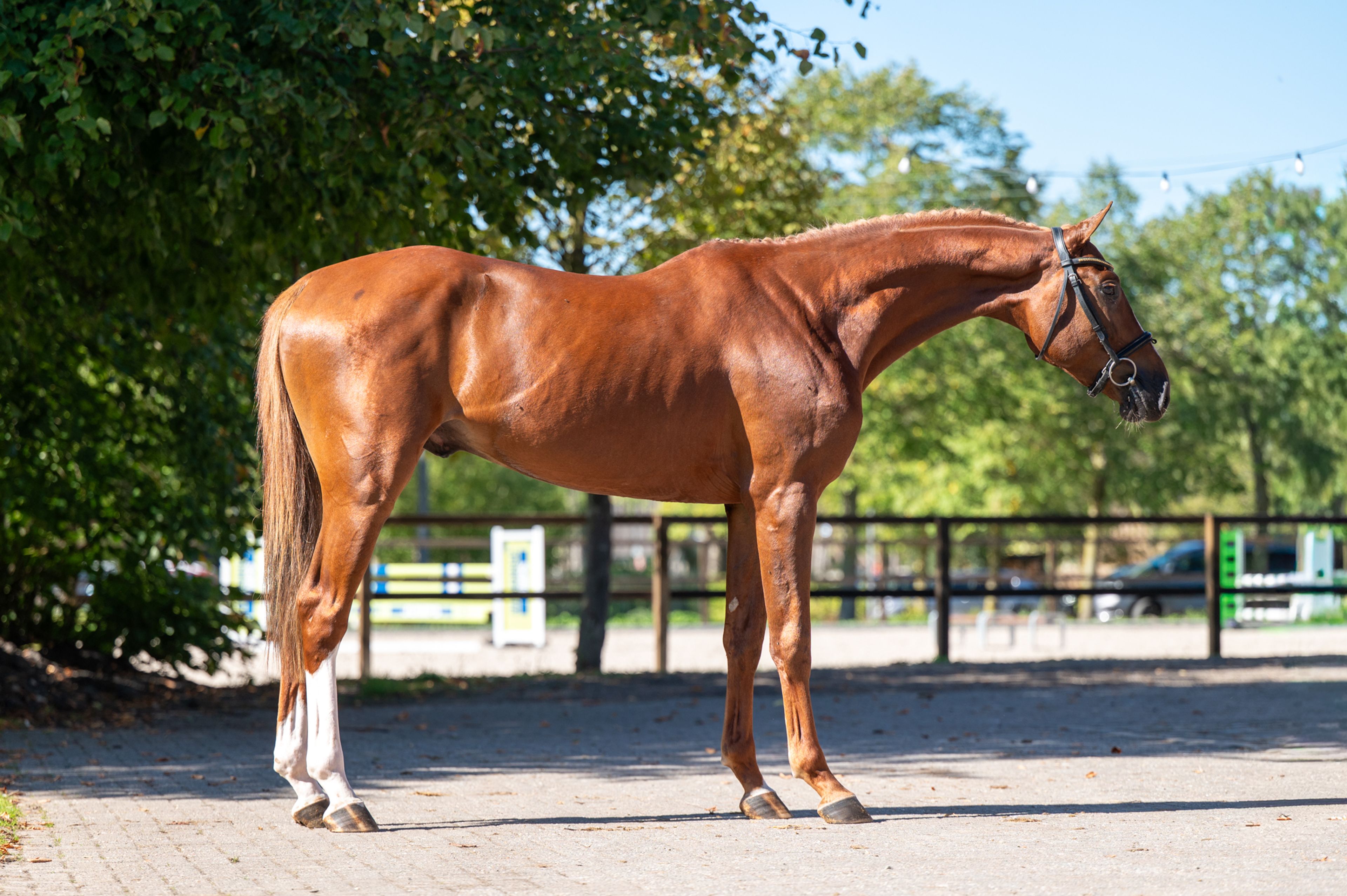 Atletico Z (ASTRONOMIC VH LEGITA HOF Z x QUINAR) - Image 2