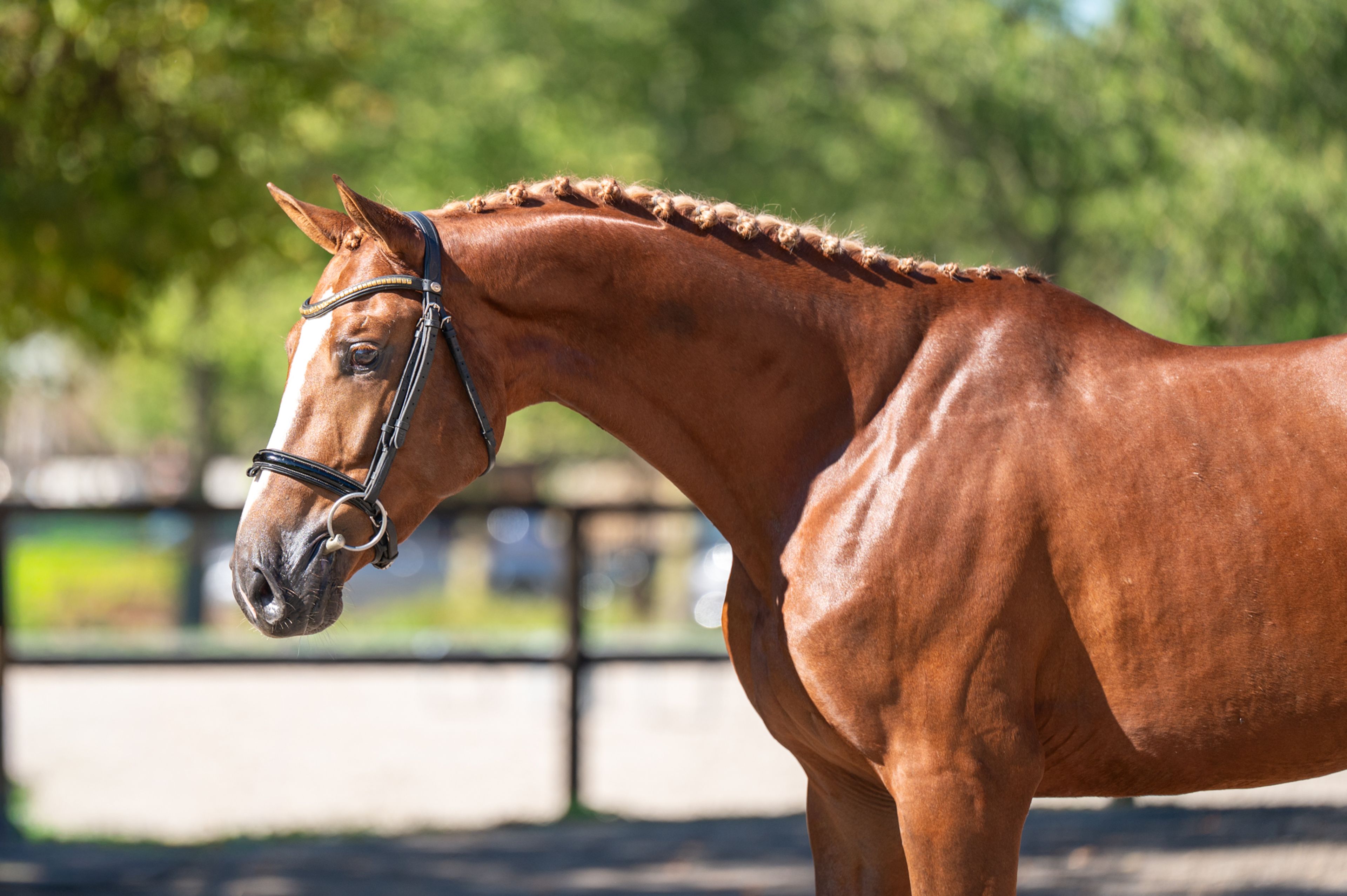 Atletico Z (ASTRONOMIC VH LEGITA HOF Z x QUINAR) - Image 3