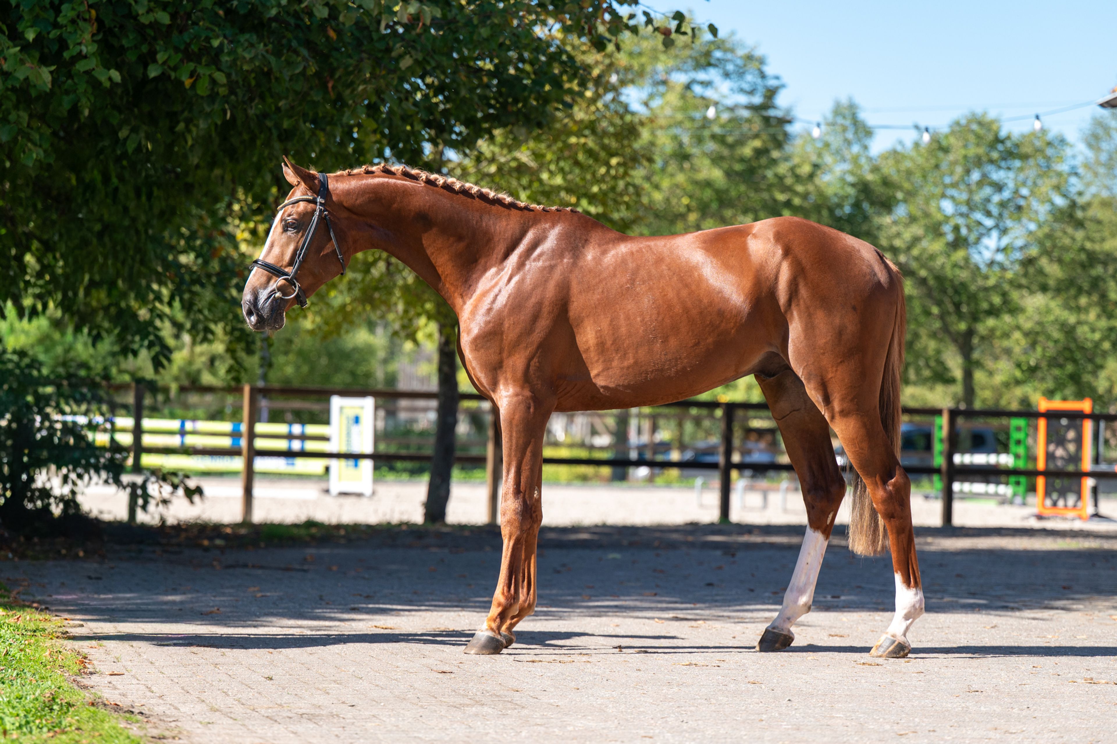 Atletico Z (ASTRONOMIC VH LEGITA HOF Z x QUINAR) - Image 4
