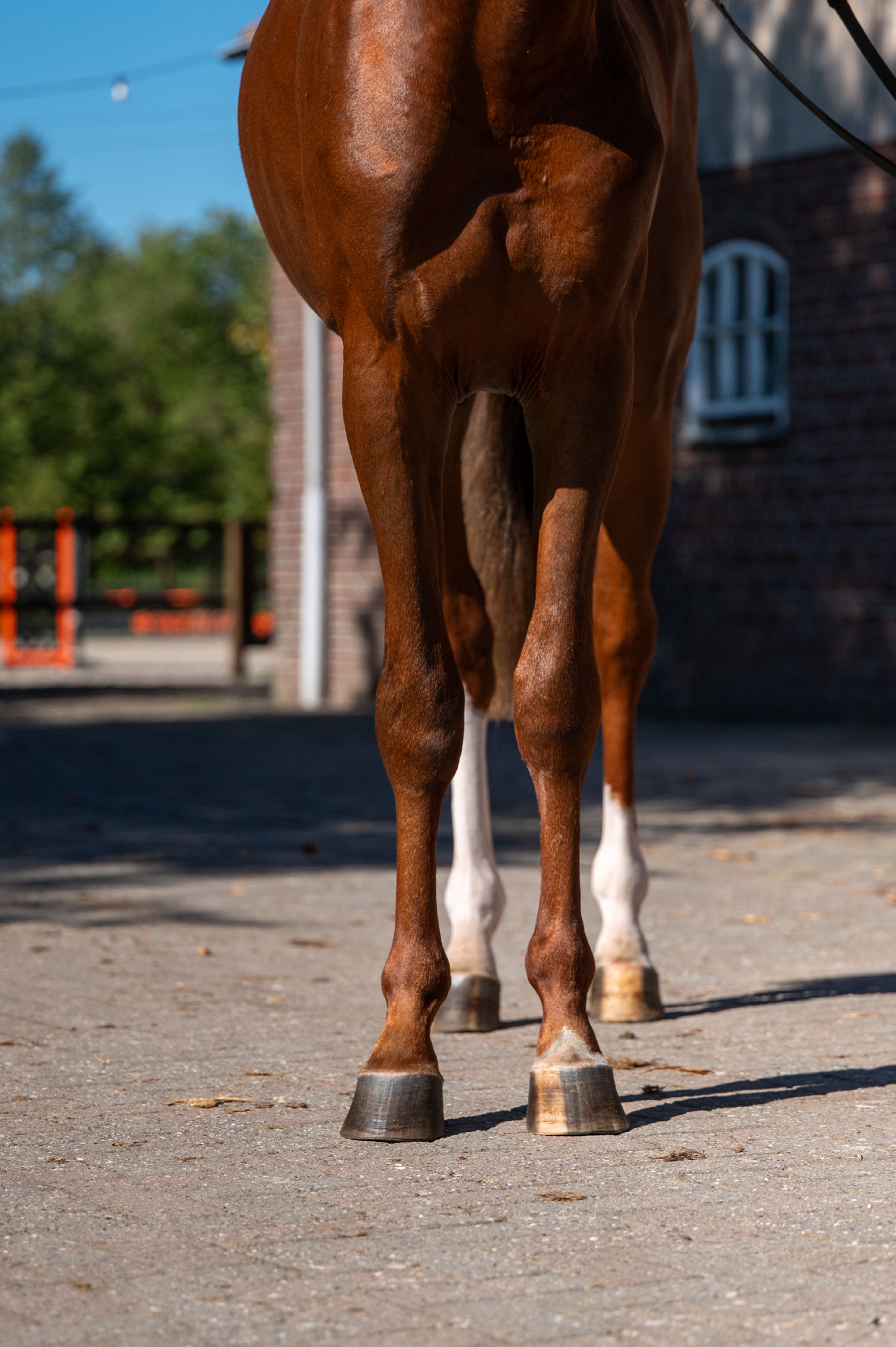 Atletico Z (ASTRONOMIC VH LEGITA HOF Z x QUINAR) - Image 5