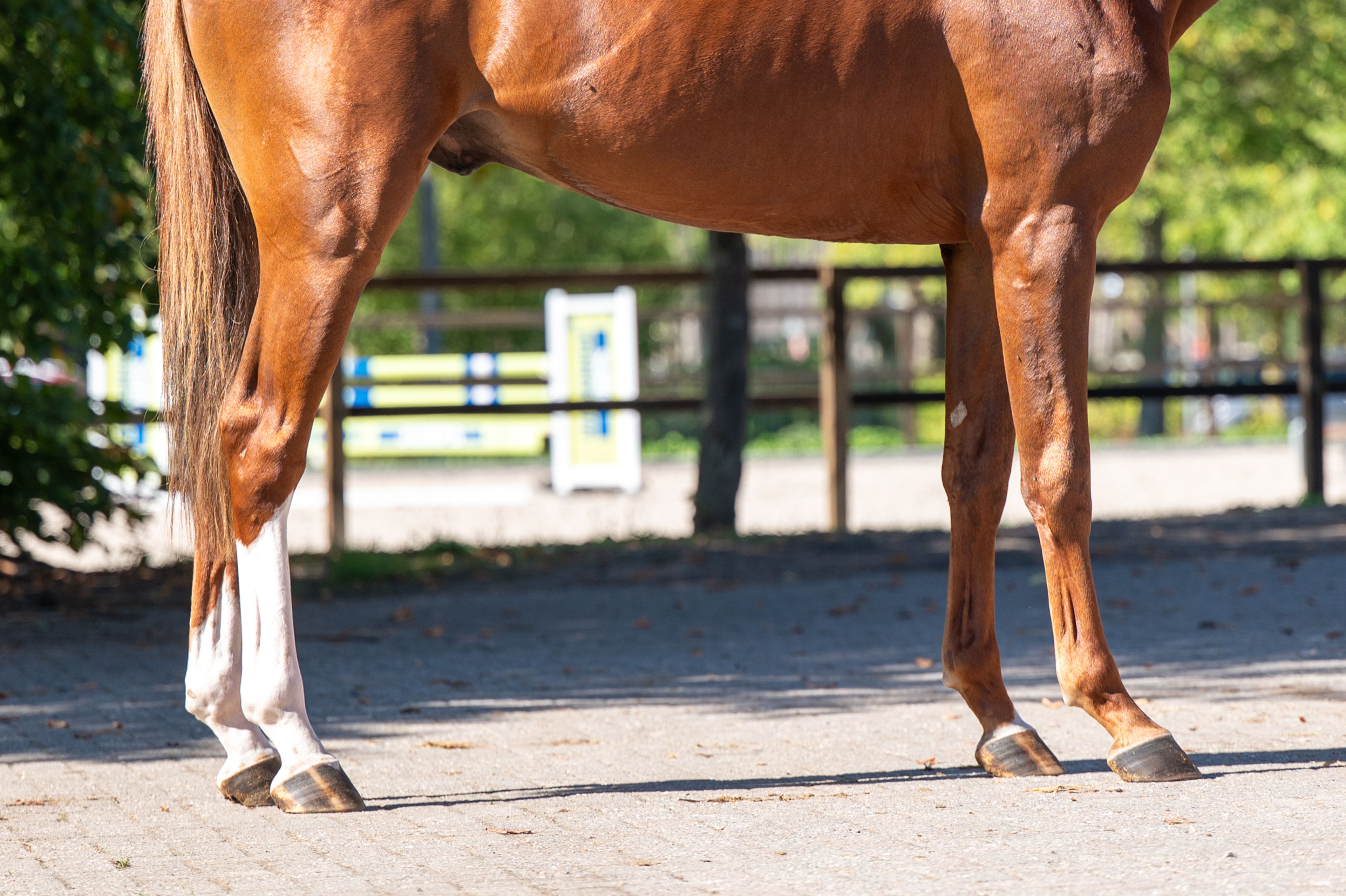 Atletico Z (ASTRONOMIC VH LEGITA HOF Z x QUINAR) - Image 6