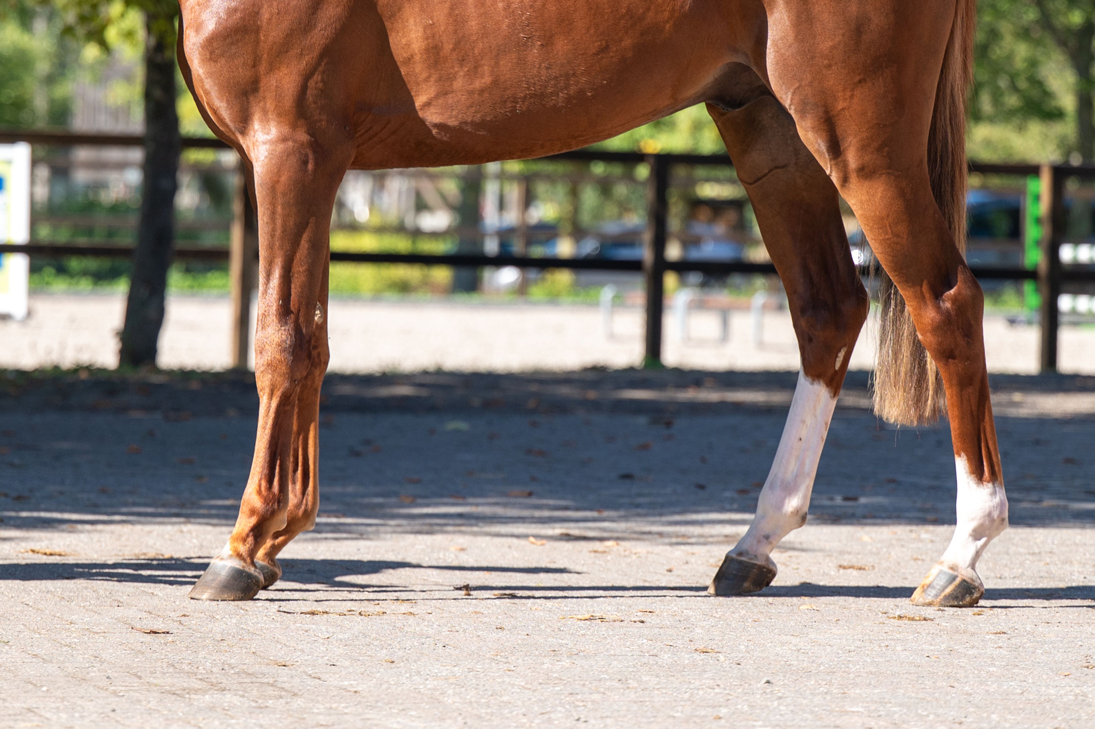 Atletico Z (ASTRONOMIC VH LEGITA HOF Z x QUINAR) - Image 7