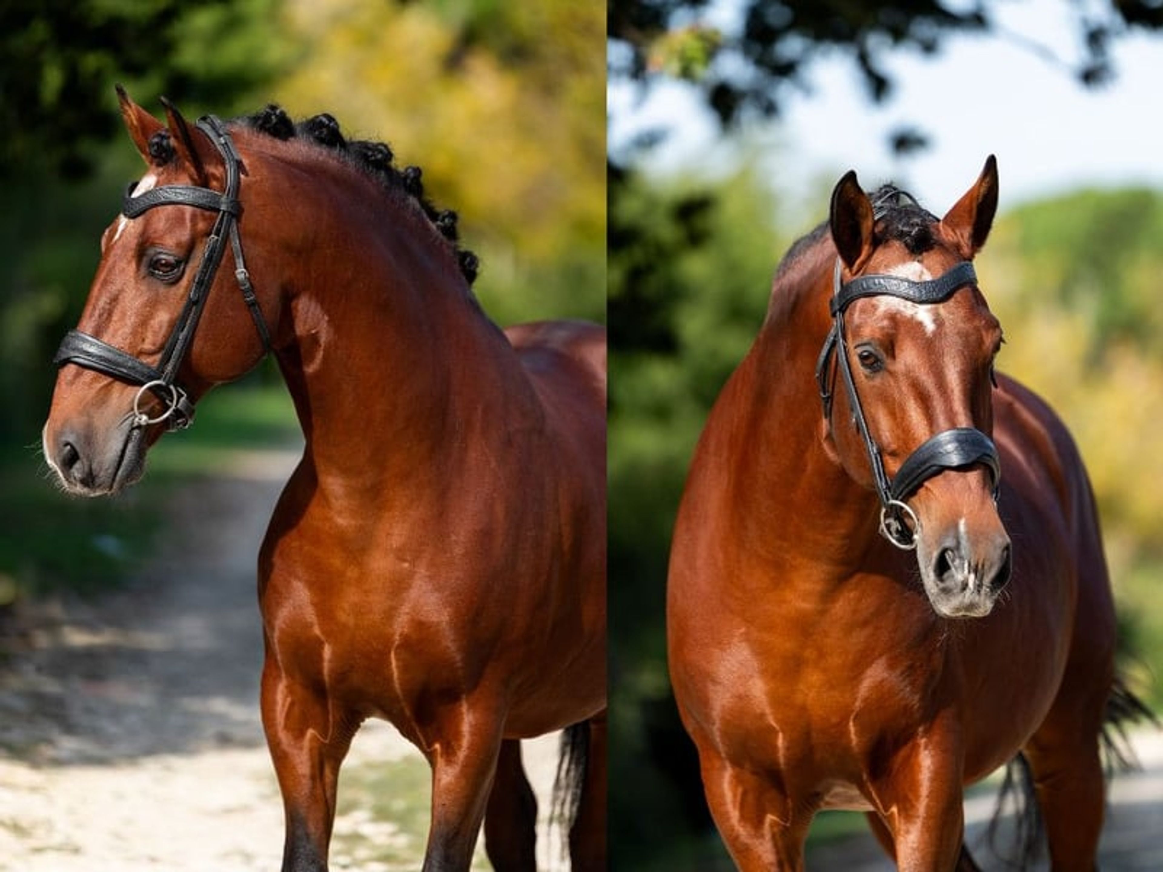 04206. Magnificent Grand Prix Lusitano stallion. - Image 1