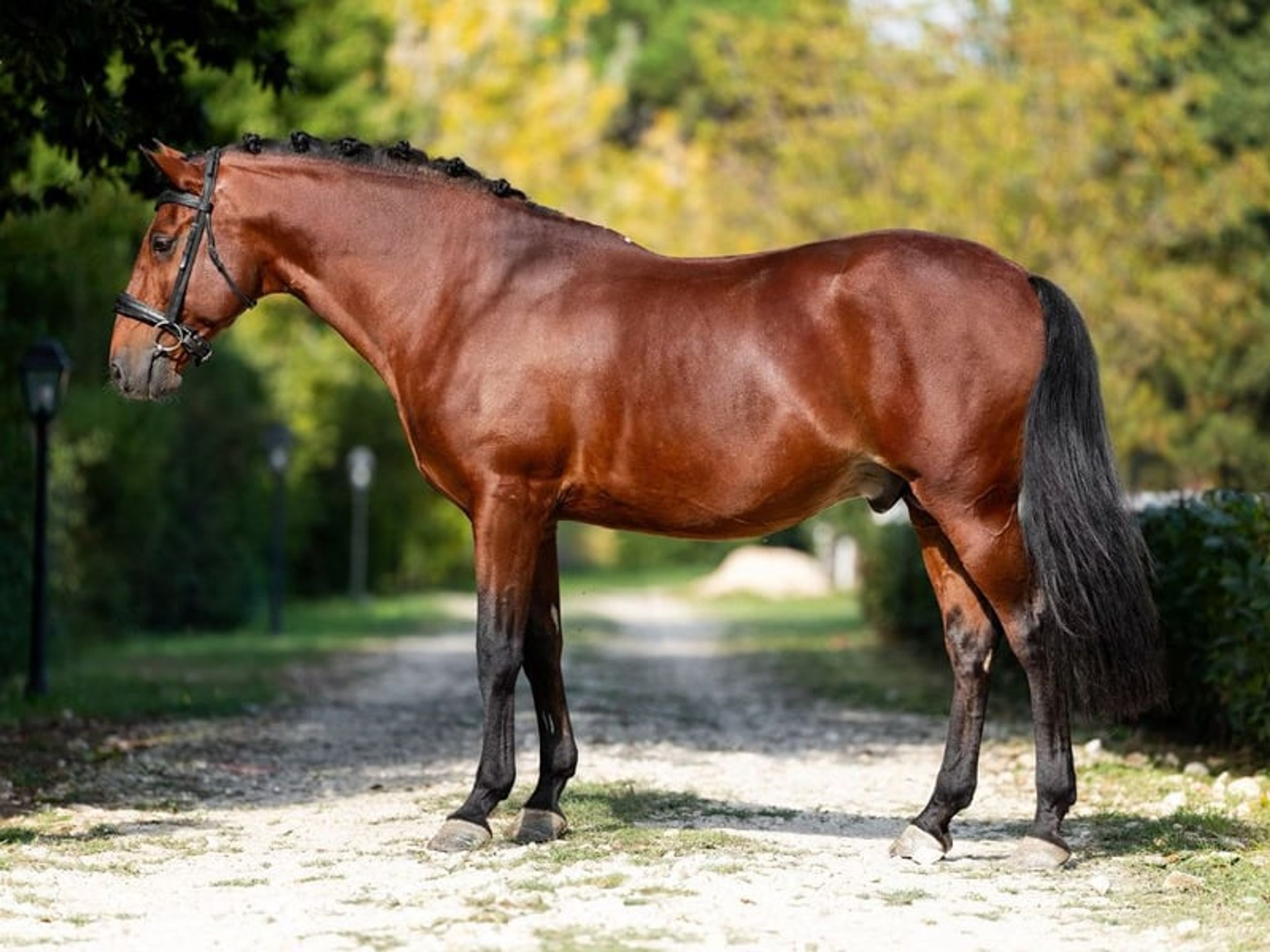 04206. Magnificent Grand Prix Lusitano stallion. - Image 2